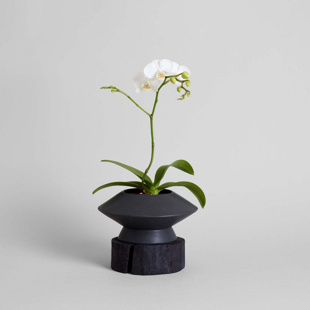 Bloomist Round Pedestal Wood Base | Heirloom Boulevard
