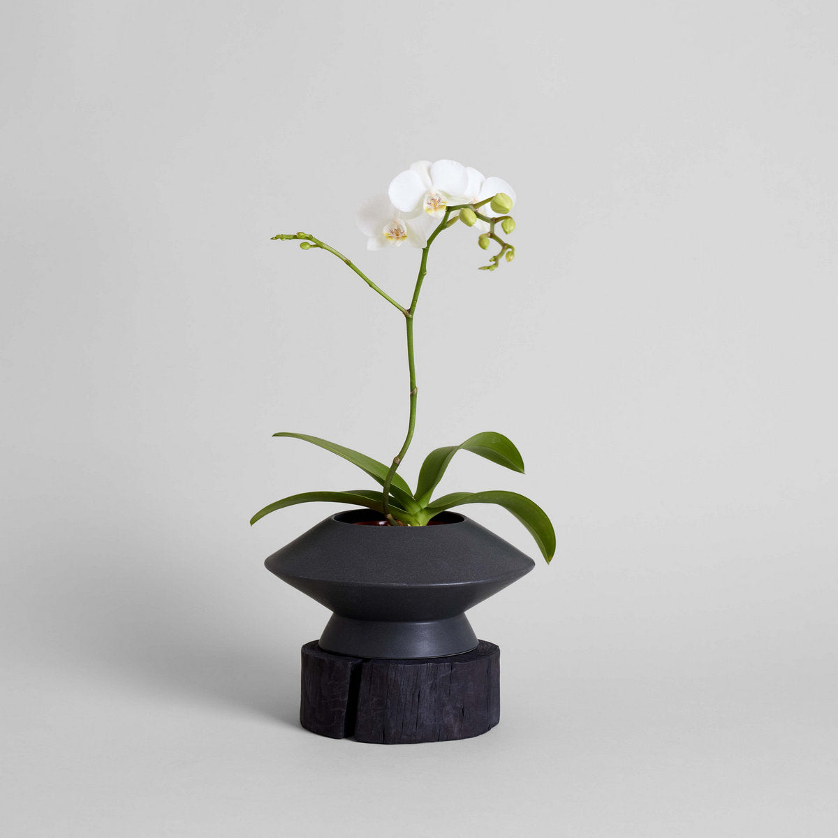 Bloomist Round Pedestal Wood Base | Heirloom Boulevard