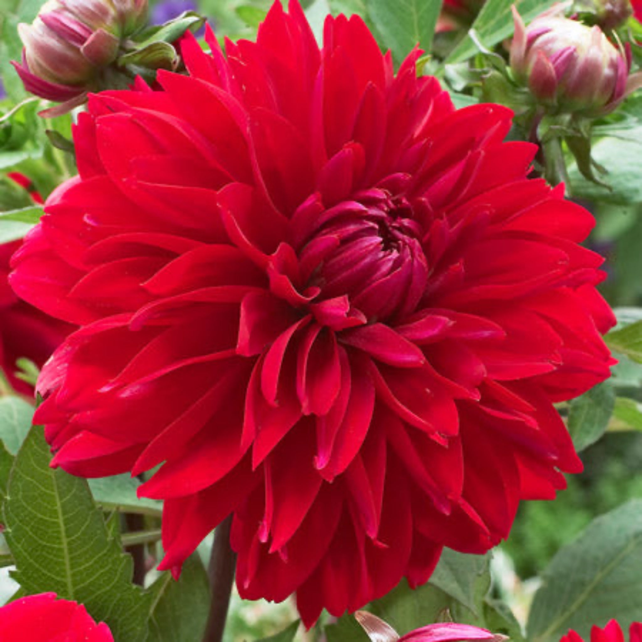 Deutschland Dahlia Bulbs | Heirloom Boulevard
