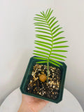Bumble Plants Dioon Edule | Heirloom Boulevard