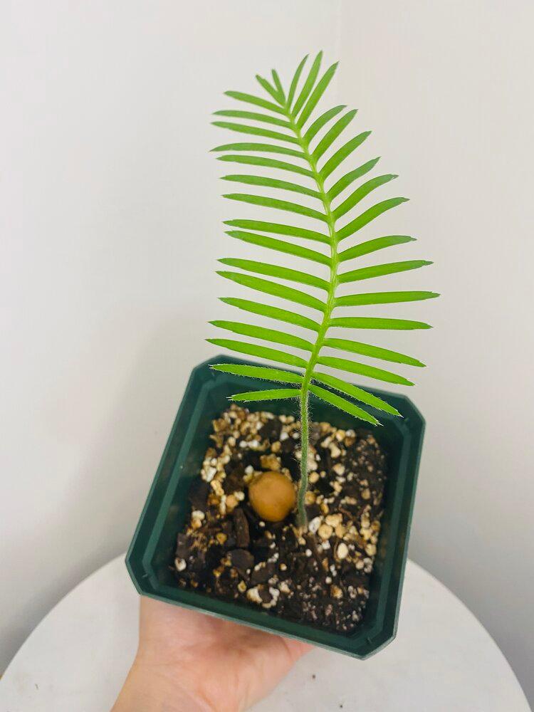 Dioon Edule | Heirloom Boulevard
