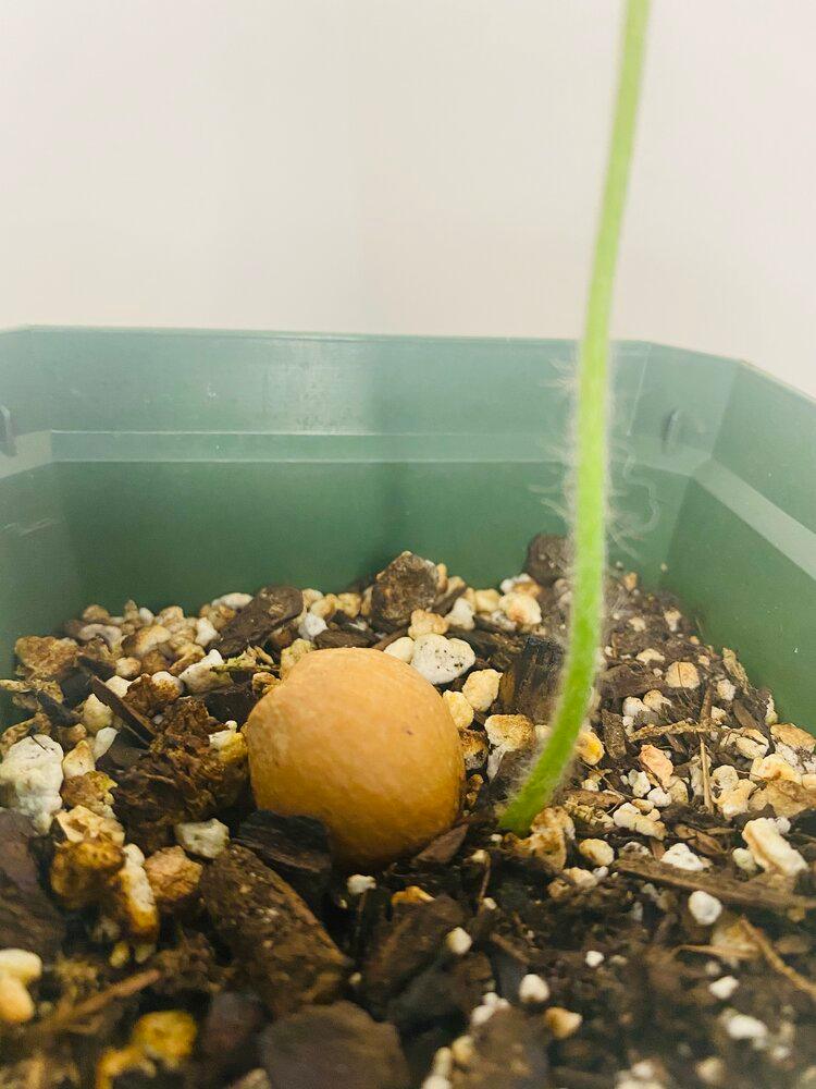 Dioon Edule | Heirloom Boulevard