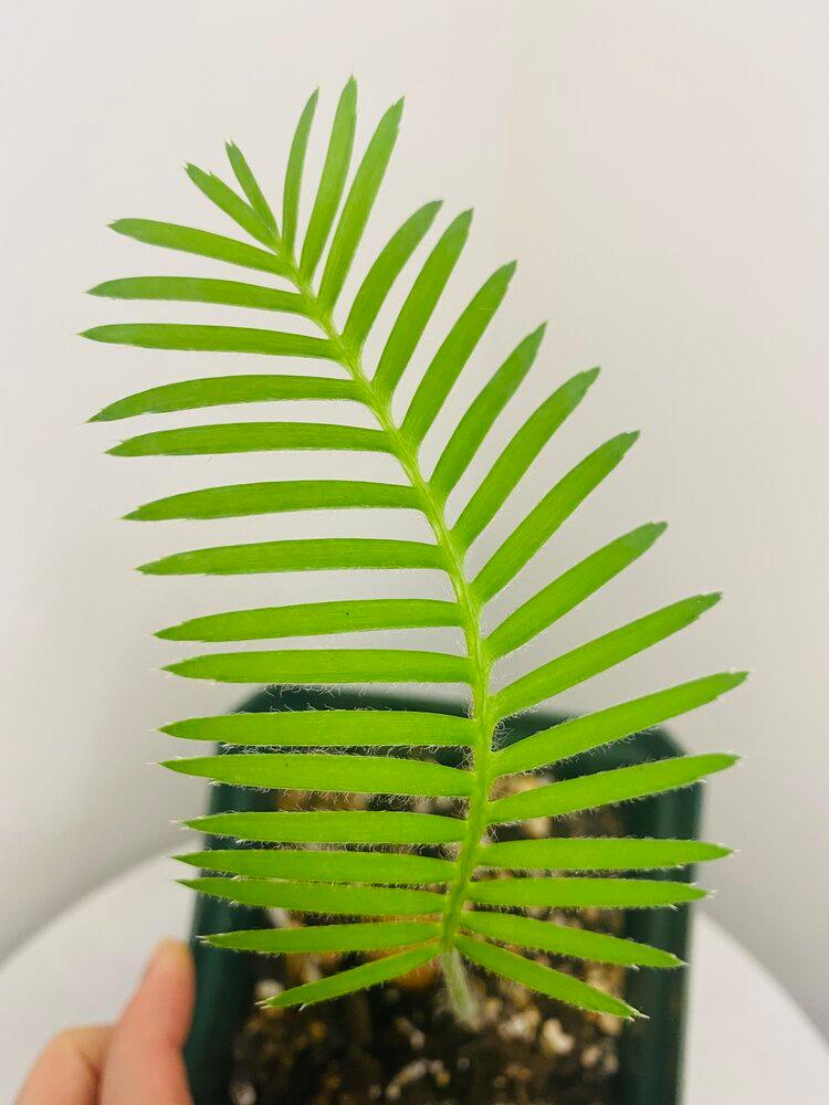 Dioon Edule | Heirloom Boulevard