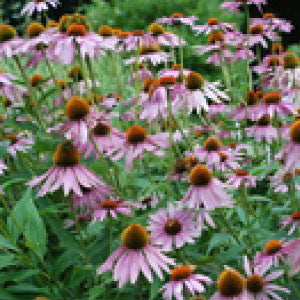 ECHINACEA Seeds, Purpurea | Heirloom Boulevard