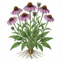 ECHINACEA Seeds, Purpurea | Heirloom Boulevard