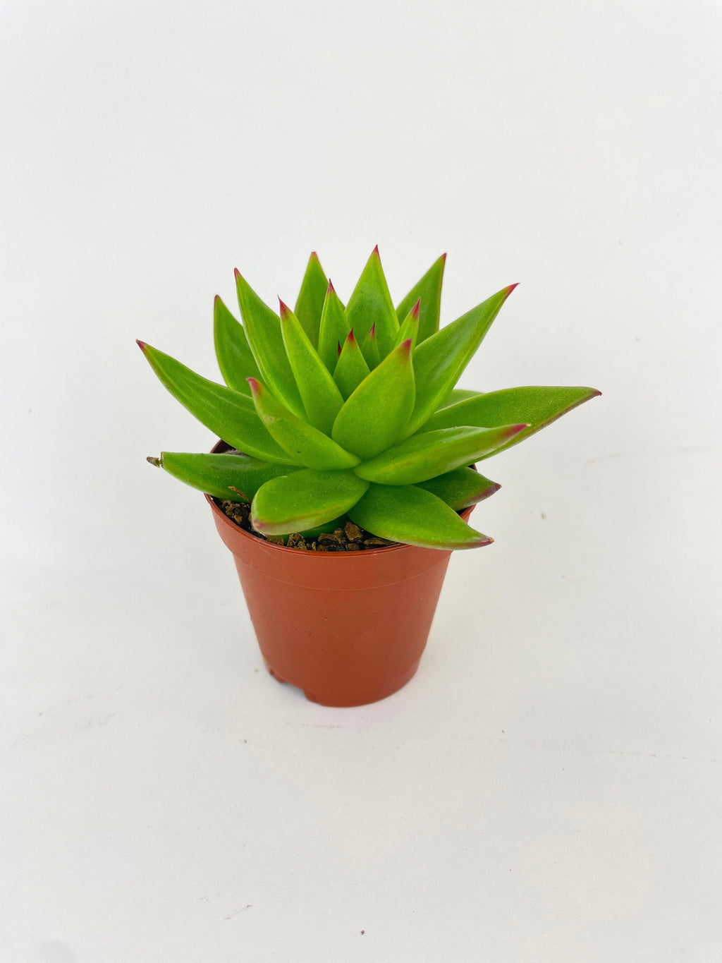 Echeveria Agavoides Succulent | Heirloom Boulevard