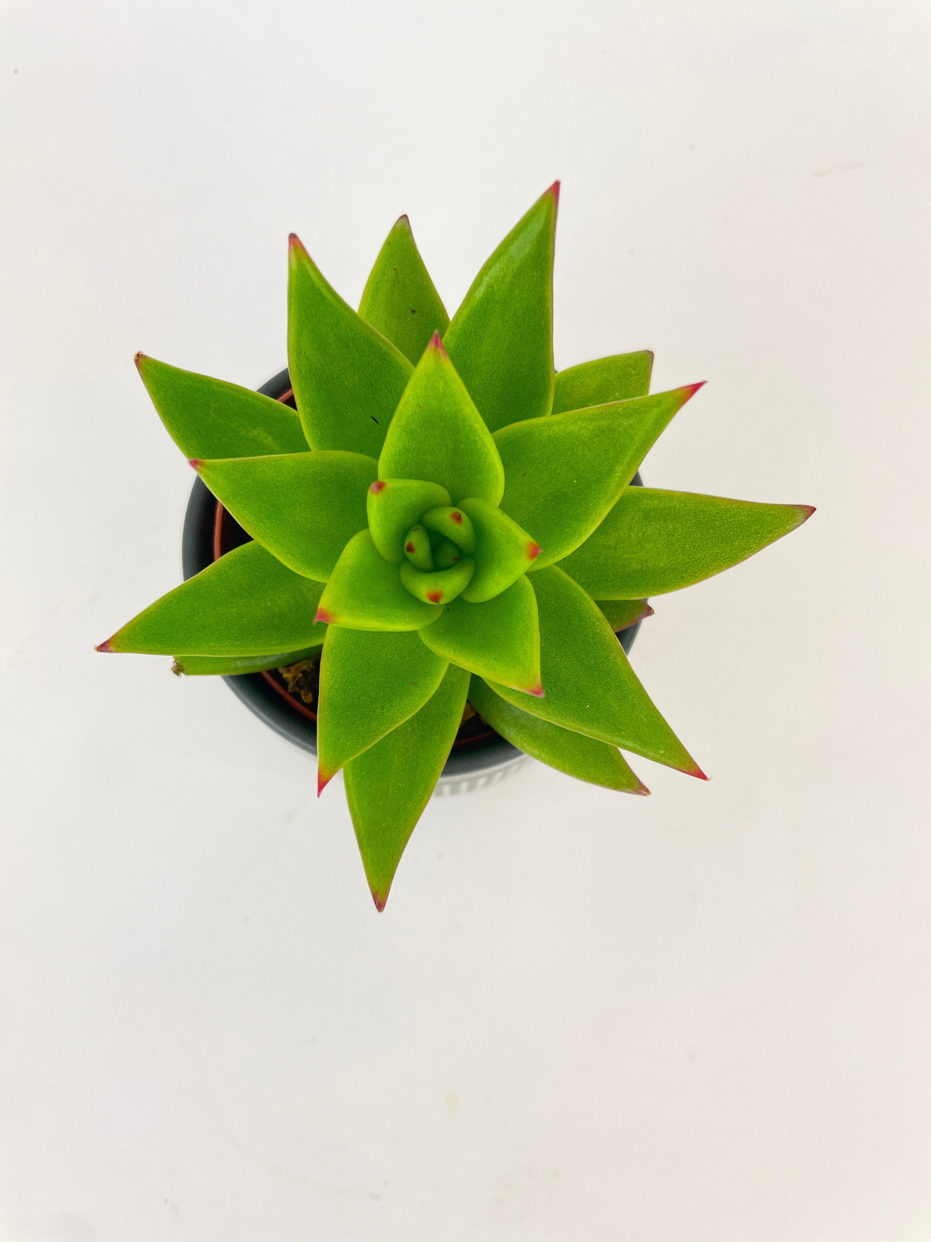 Echeveria Agavoides Succulent | Heirloom Boulevard