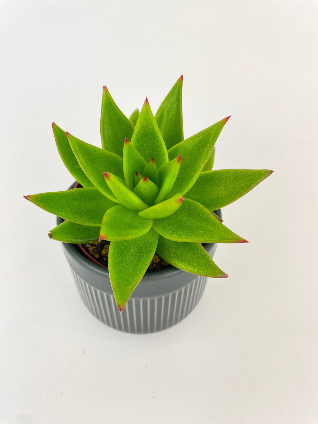 Echeveria Agavoides Succulent | Heirloom Boulevard