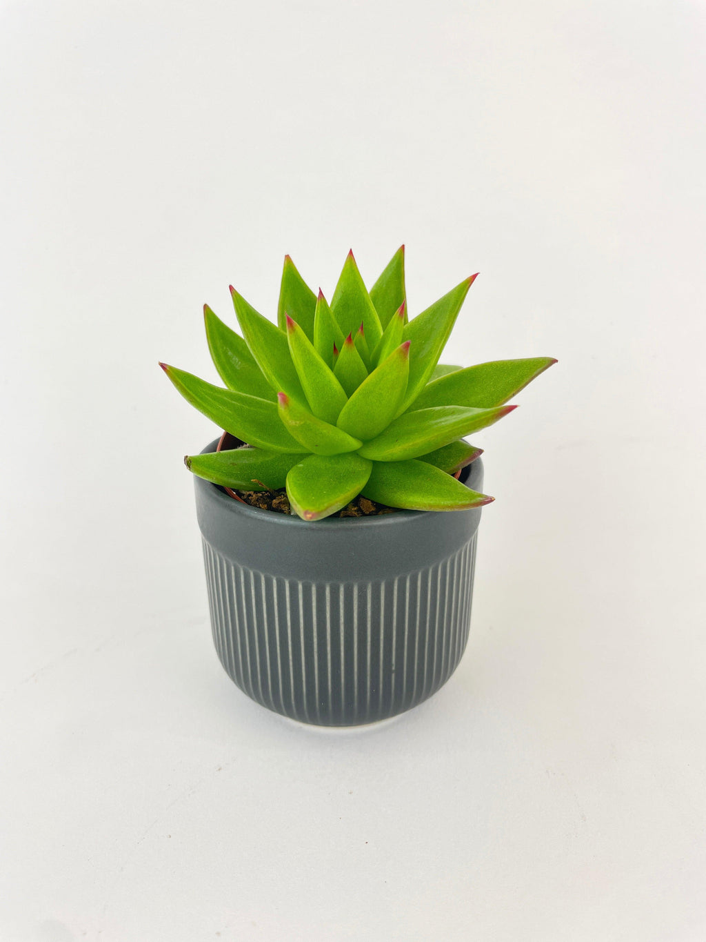 Echeveria Agavoides Succulent | Heirloom Boulevard