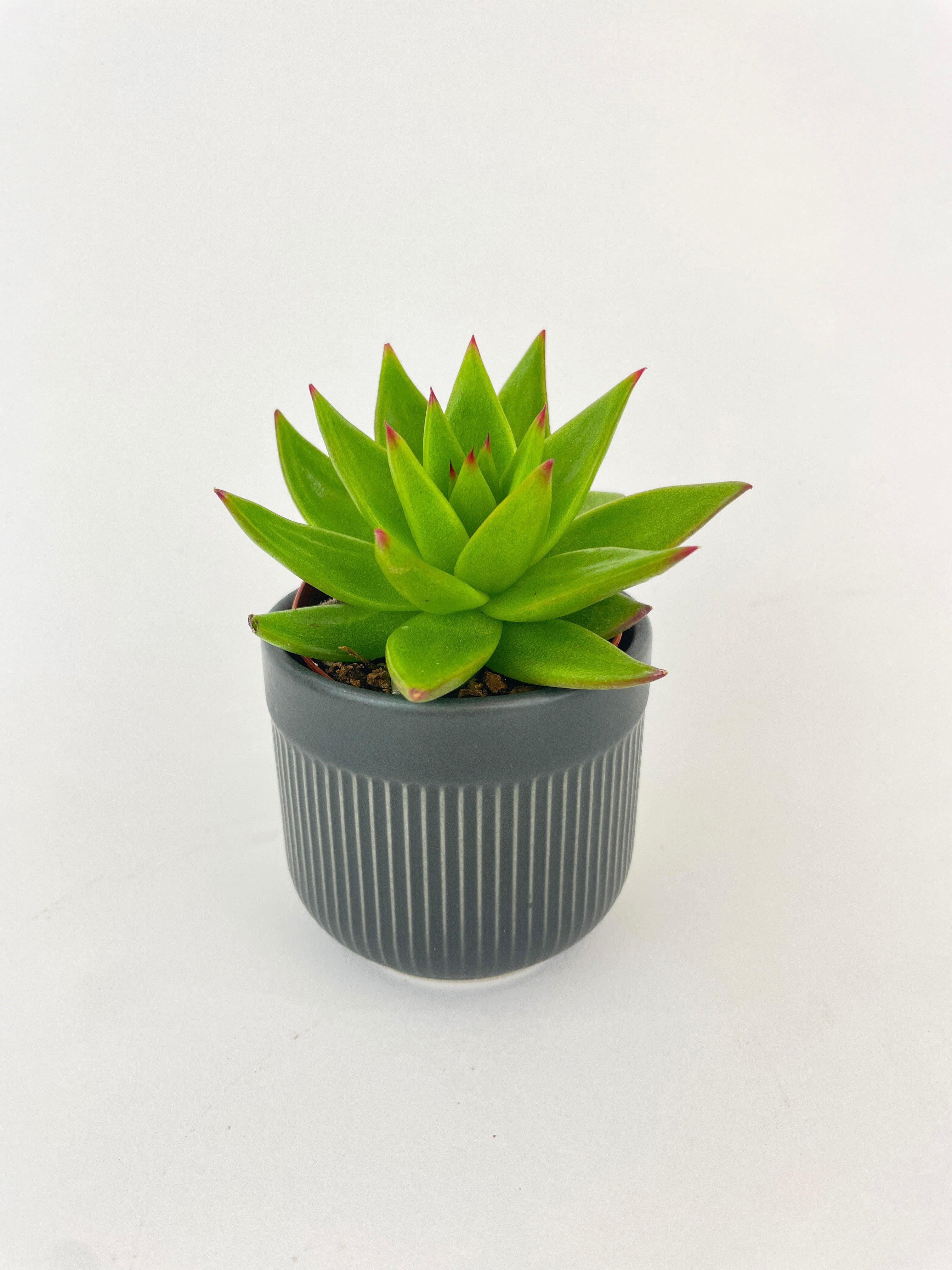 Echeveria Agavoides Succulent | Heirloom Boulevard