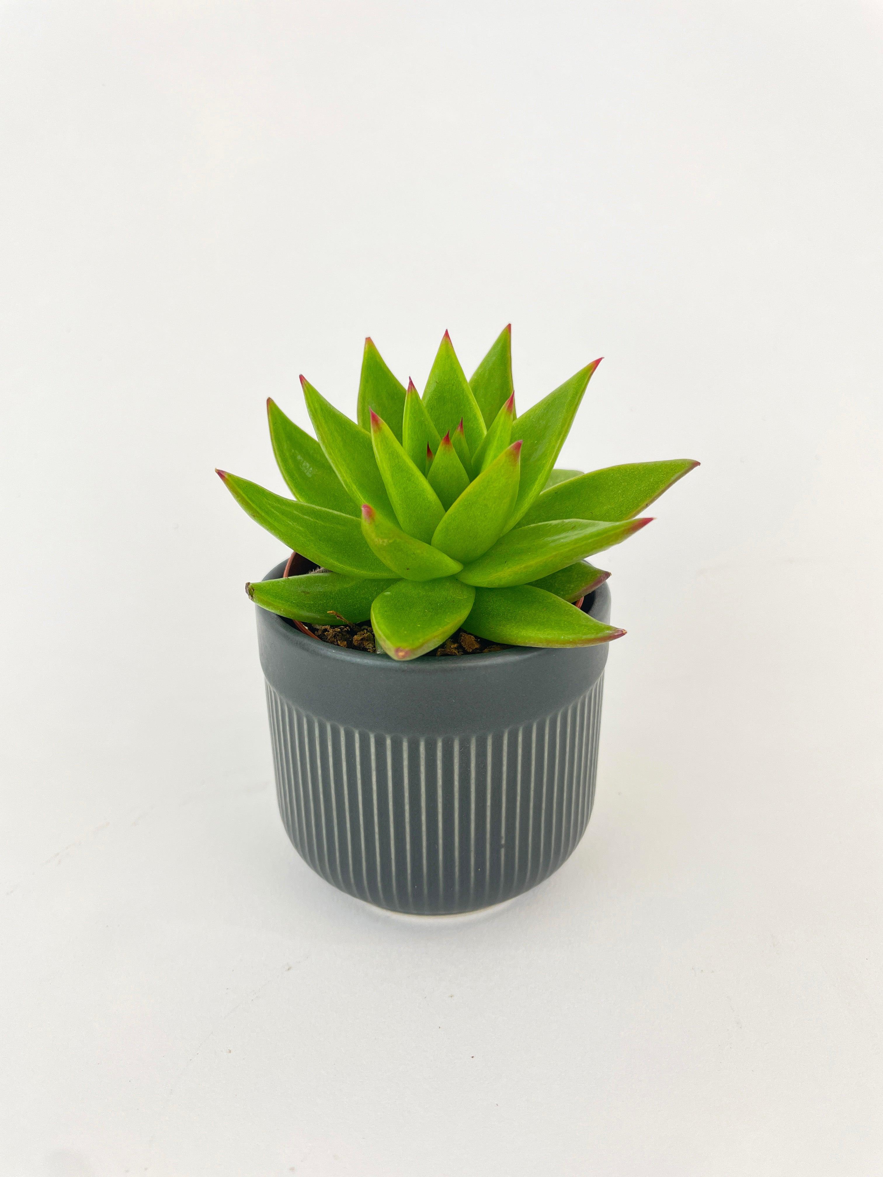 Echeveria Agavoides Succulent | Heirloom Boulevard