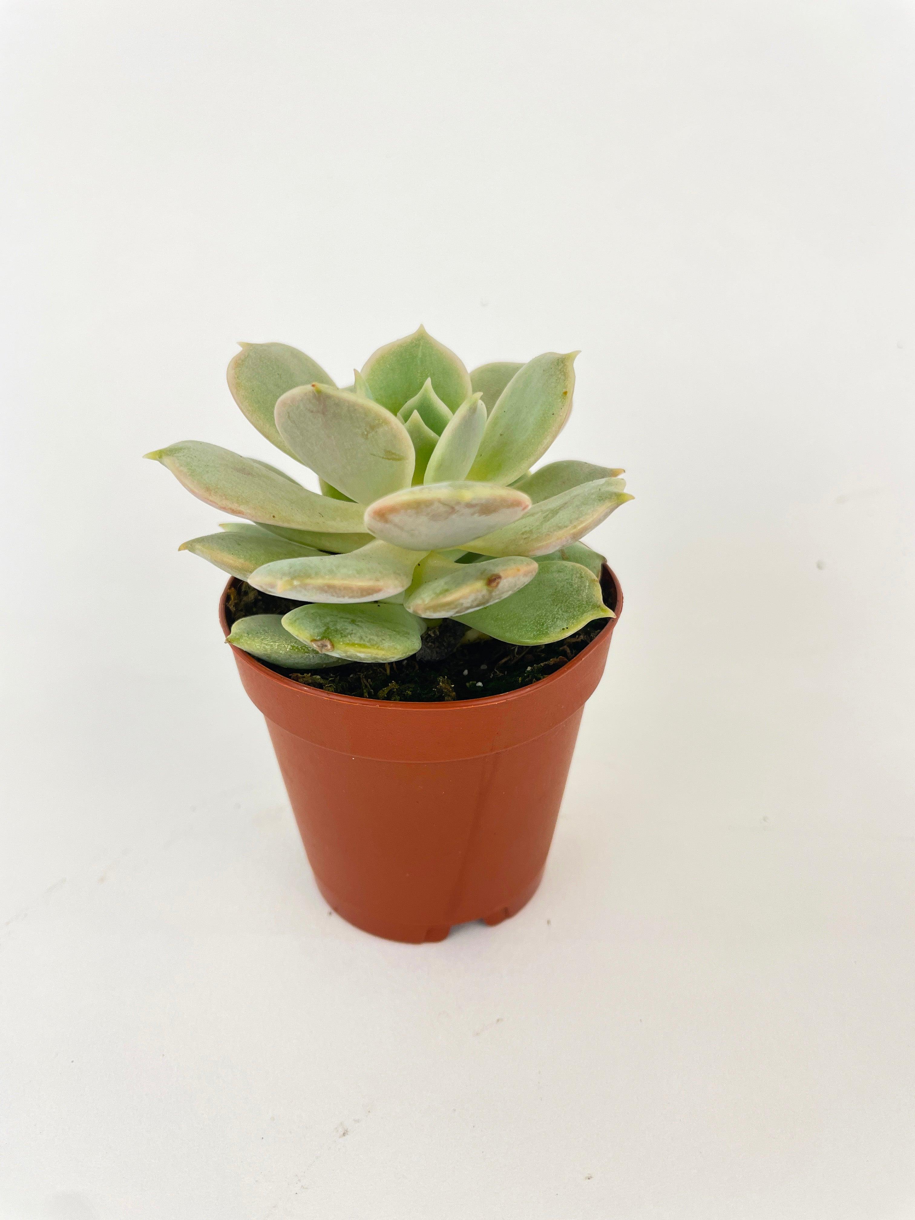 Bumble Plants Echeveria Lola Succulent