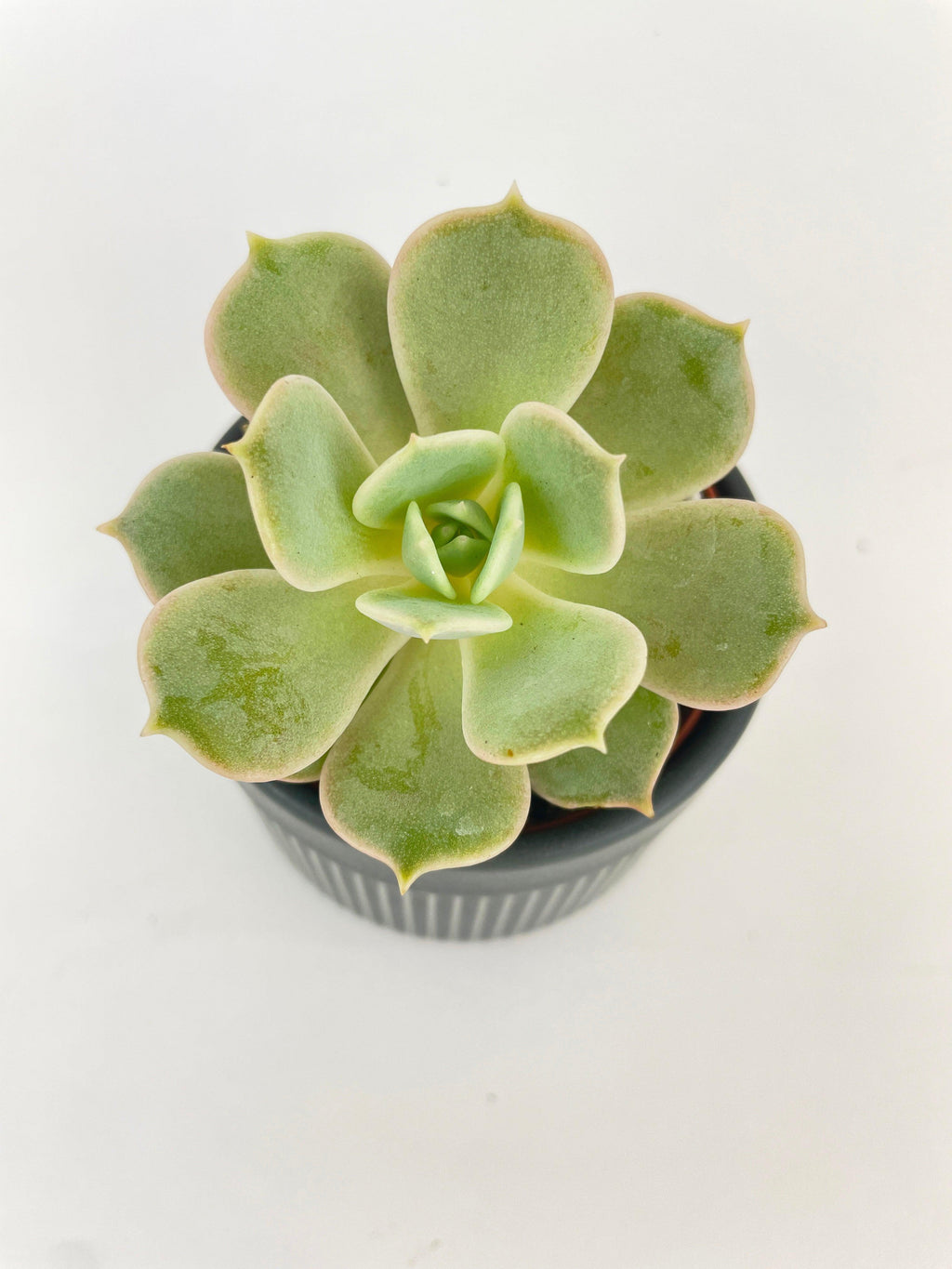Bumble Plants Echeveria Lola Succulent