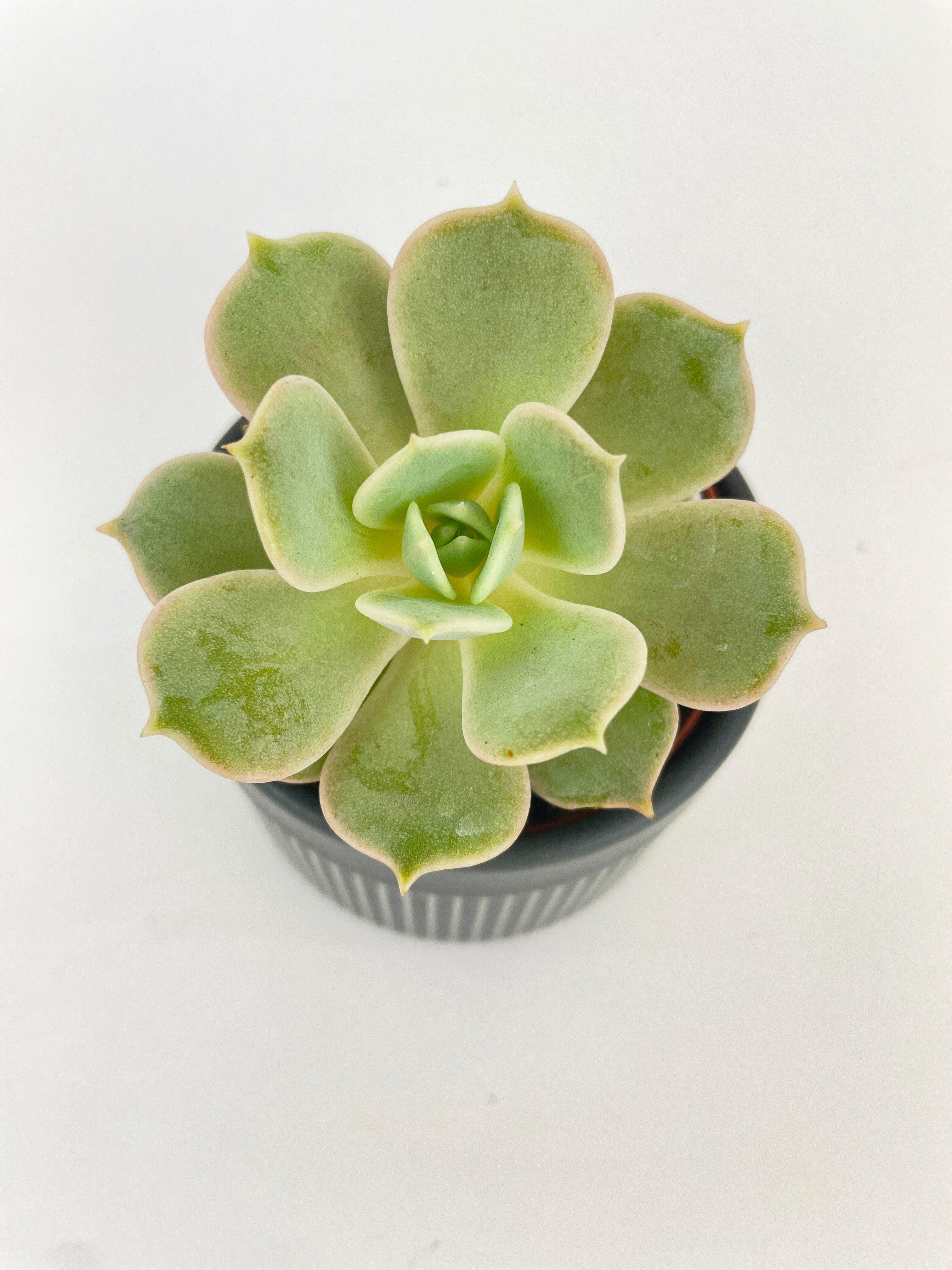 Bumble Plants Echeveria Lola Succulent