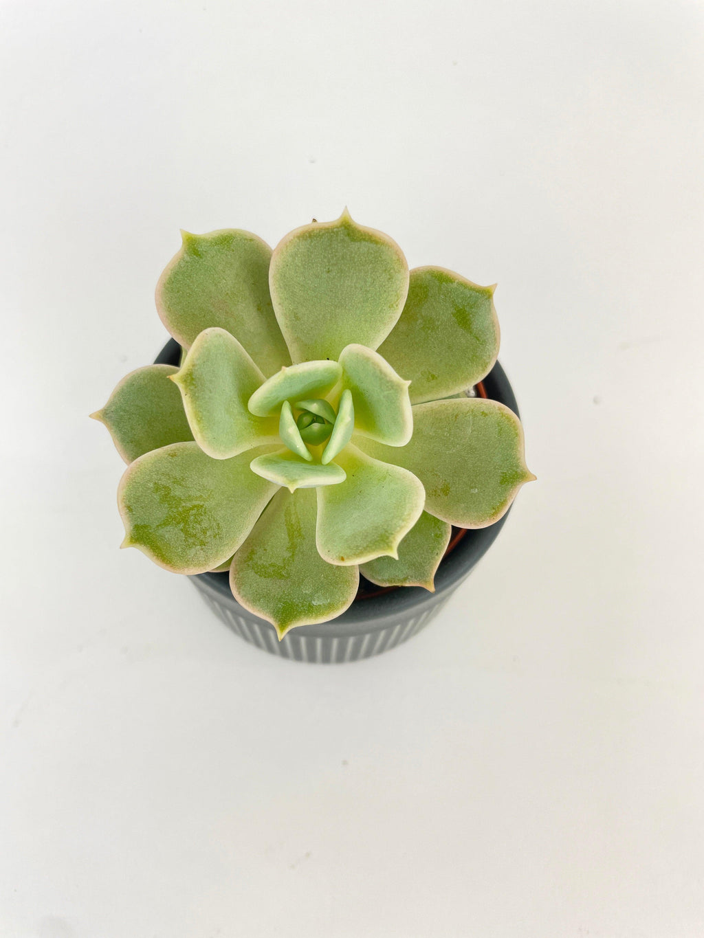 Bumble Plants Echeveria Lola Succulent