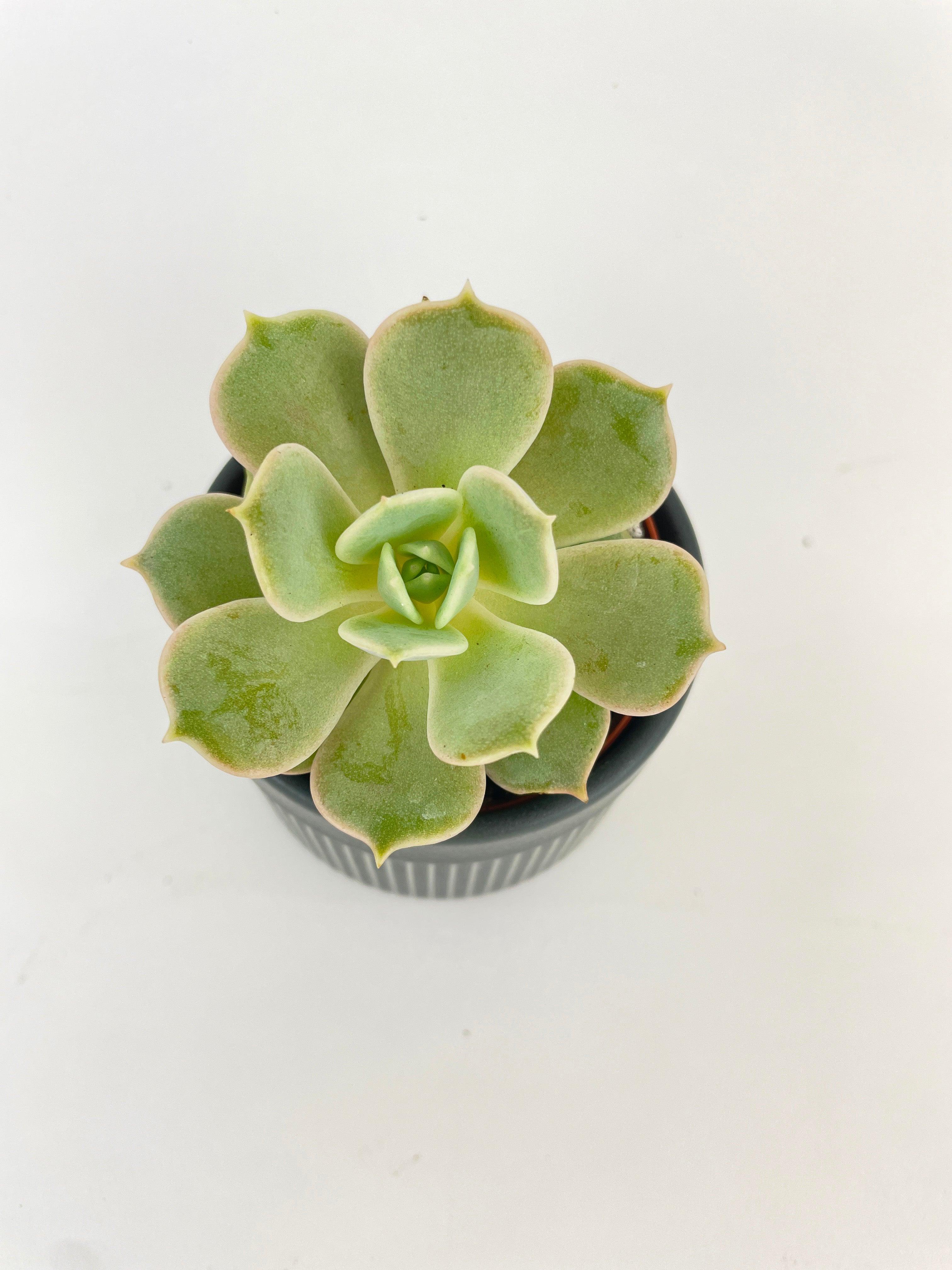 Bumble Plants Echeveria Lola Succulent