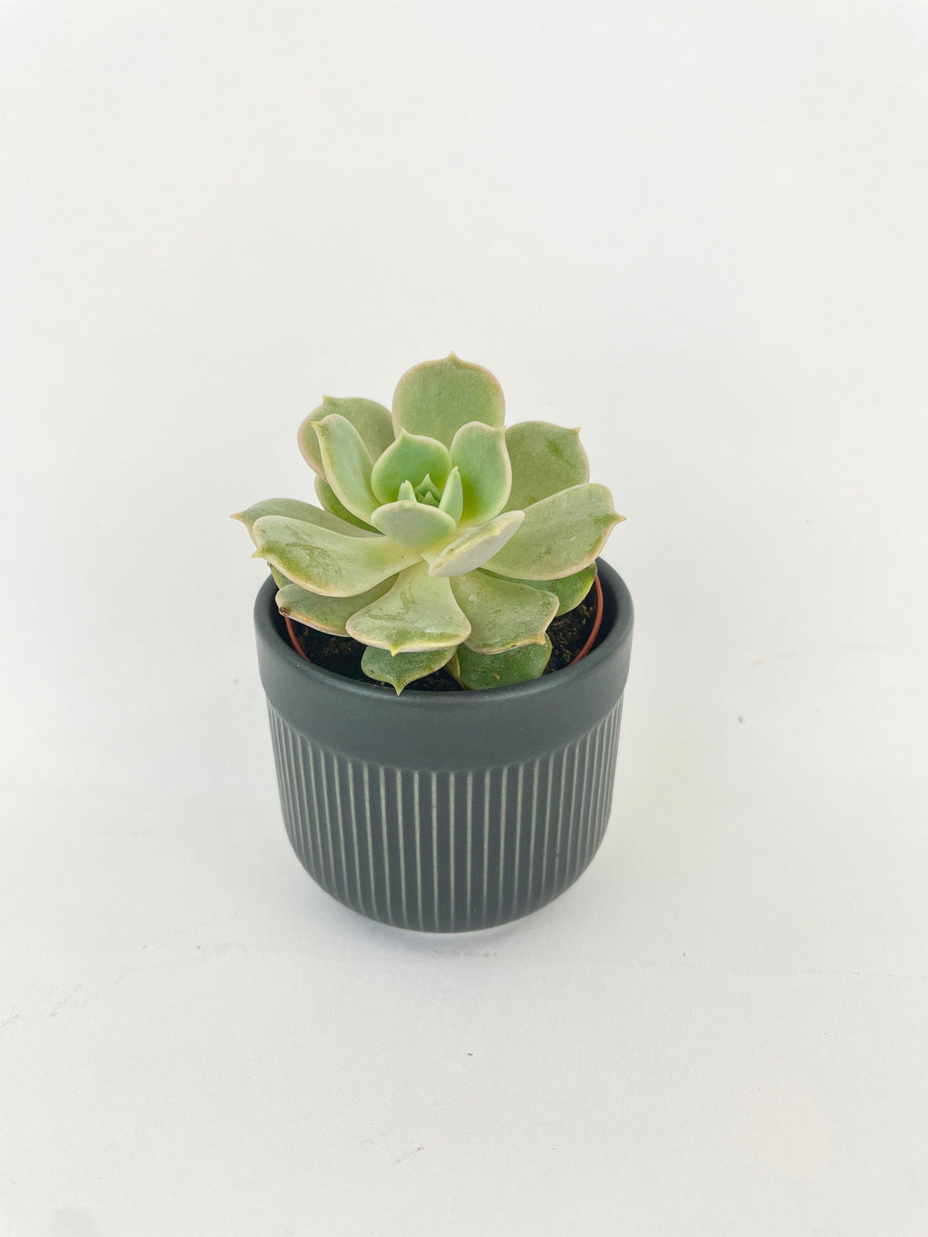 Bumble Plants Echeveria Lola Succulent