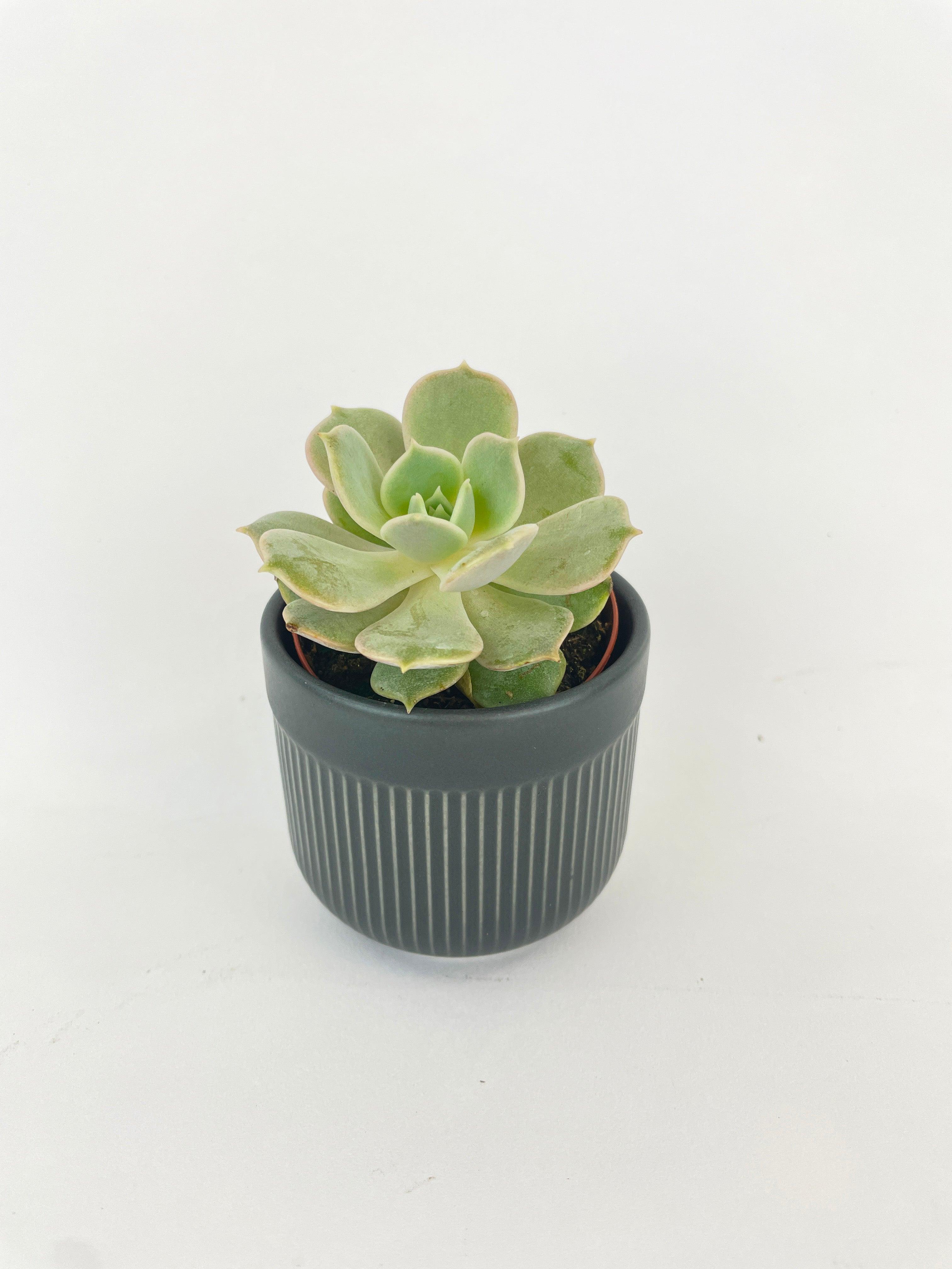 Bumble Plants Echeveria Lola Succulent