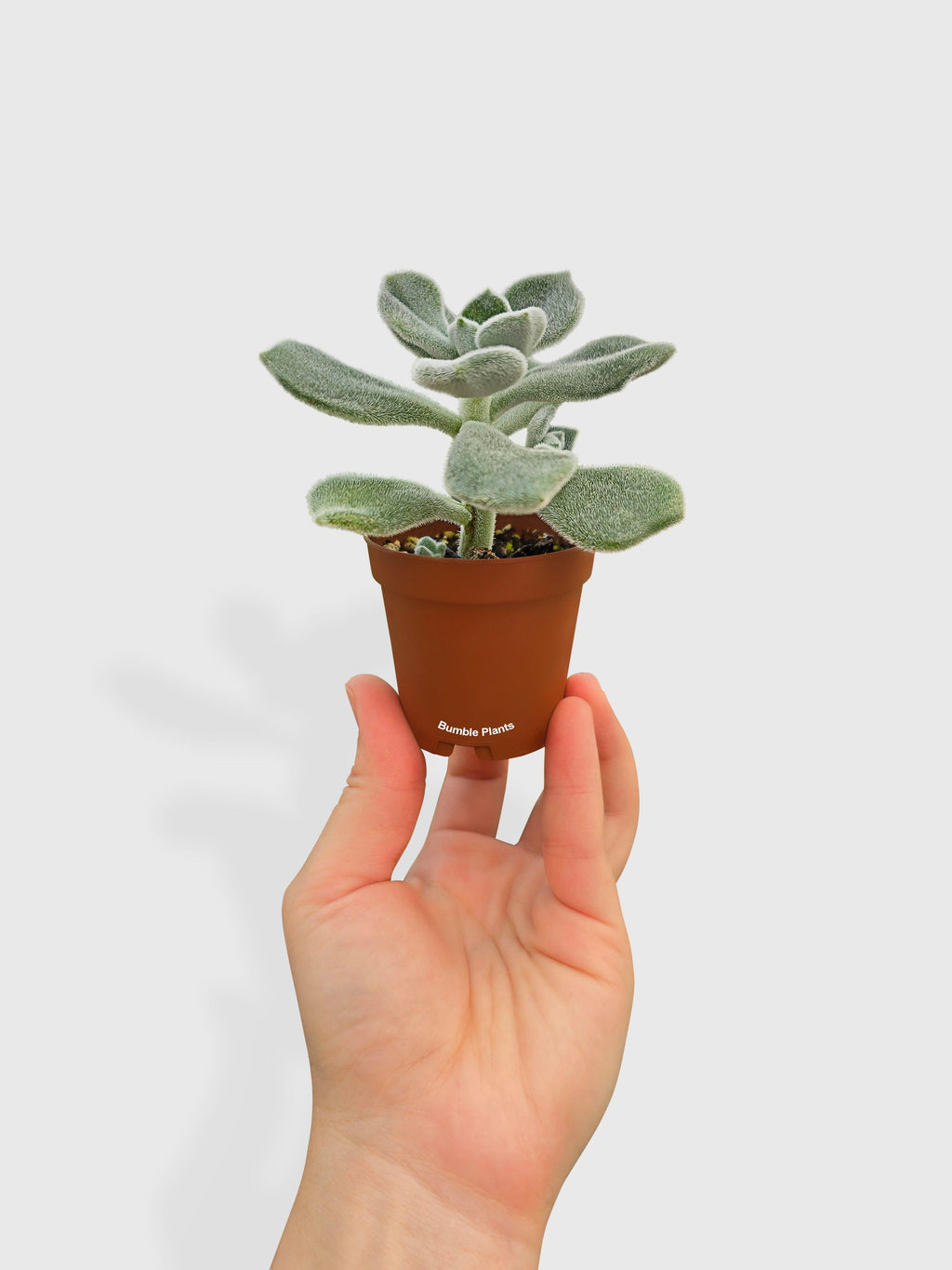 Echeveria Pulvinata 'Frosty' | Heirloom Boulevard