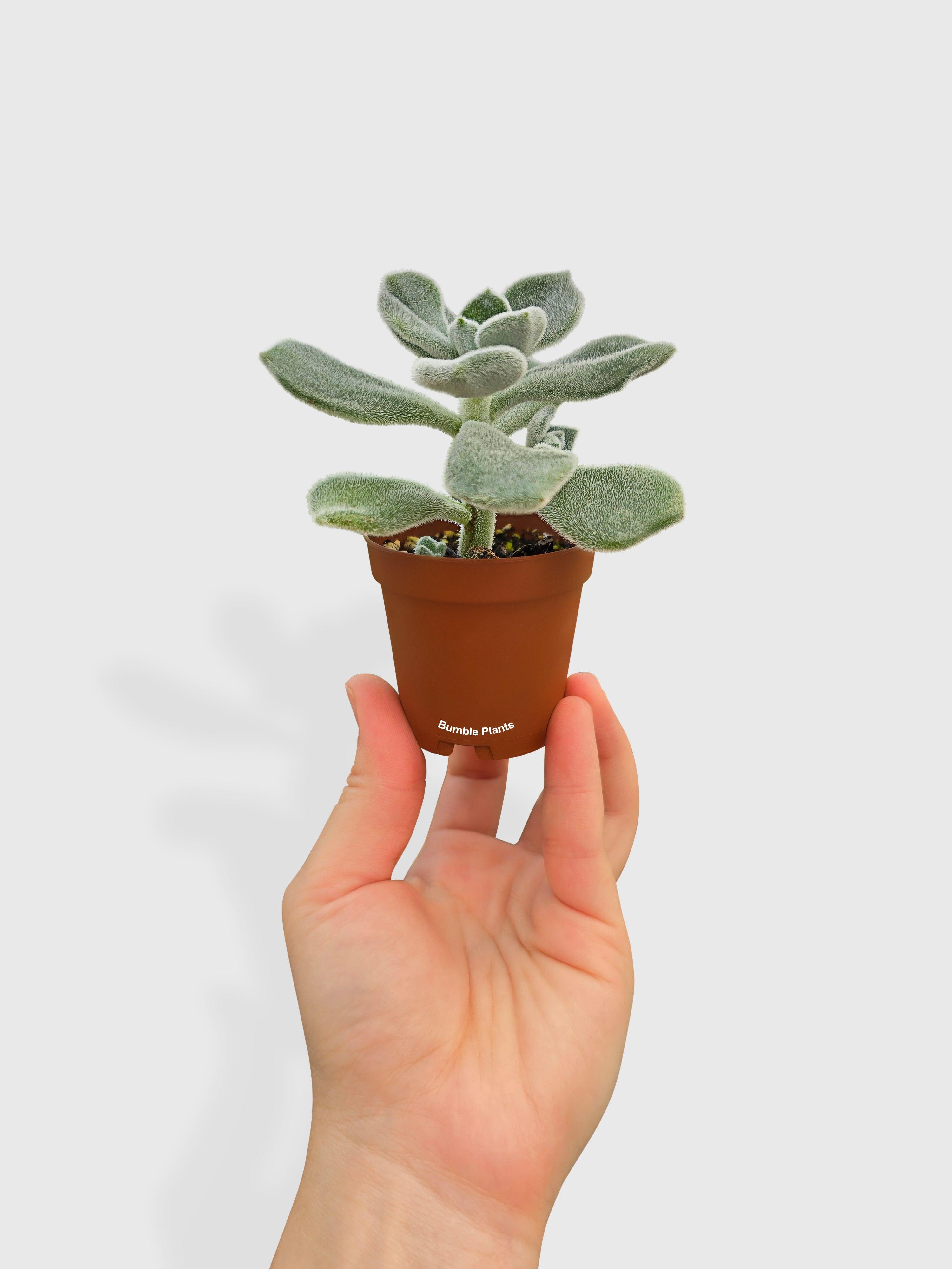 Echeveria Pulvinata 'Frosty' | Heirloom Boulevard