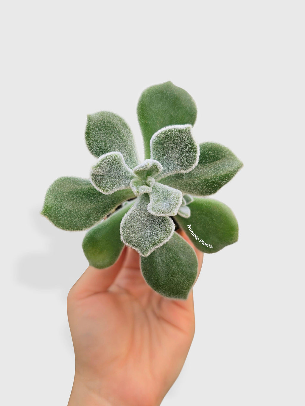 Echeveria Pulvinata 'Frosty' | Heirloom Boulevard