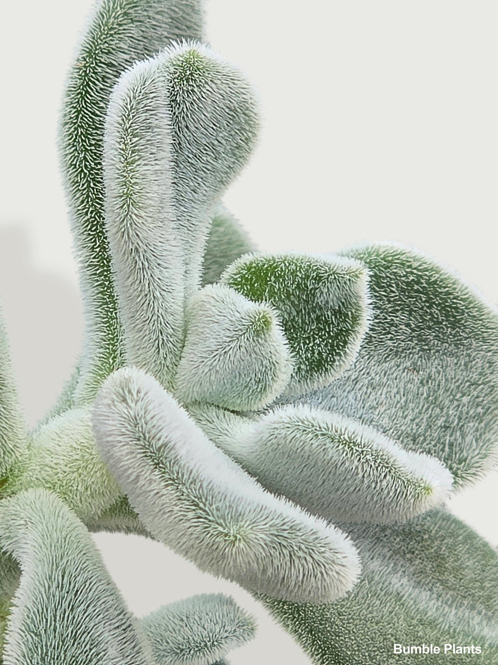 Echeveria Pulvinata 'Frosty' | Heirloom Boulevard
