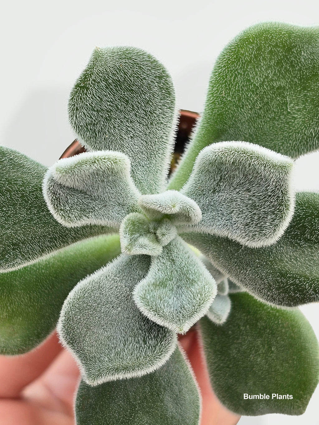 Echeveria Pulvinata 'Frosty' | Heirloom Boulevard