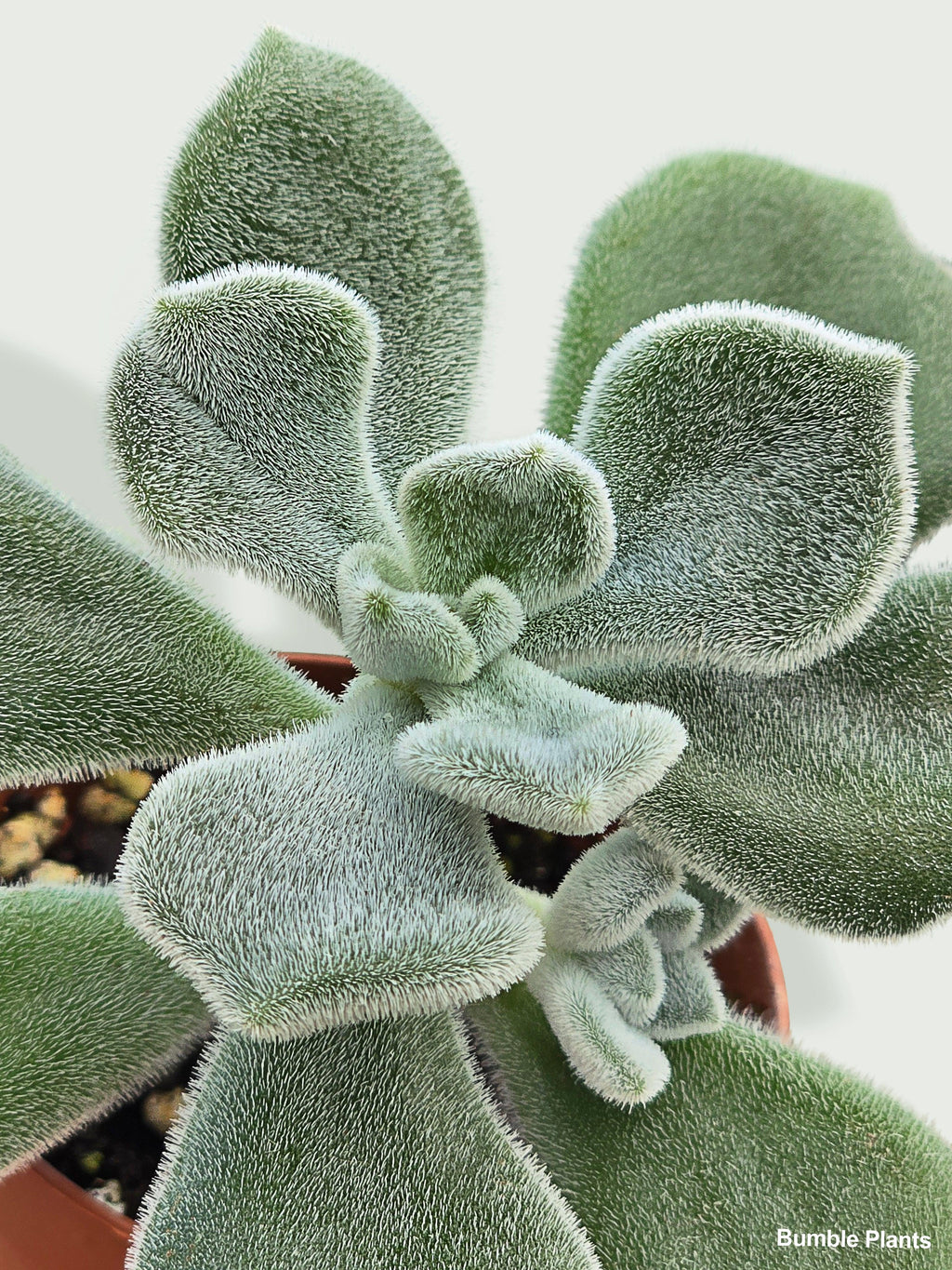 Echeveria Pulvinata 'Frosty' | Heirloom Boulevard