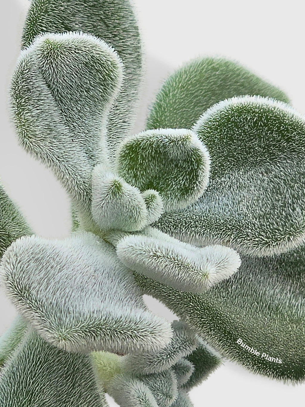 Echeveria Pulvinata 'Frosty' | Heirloom Boulevard