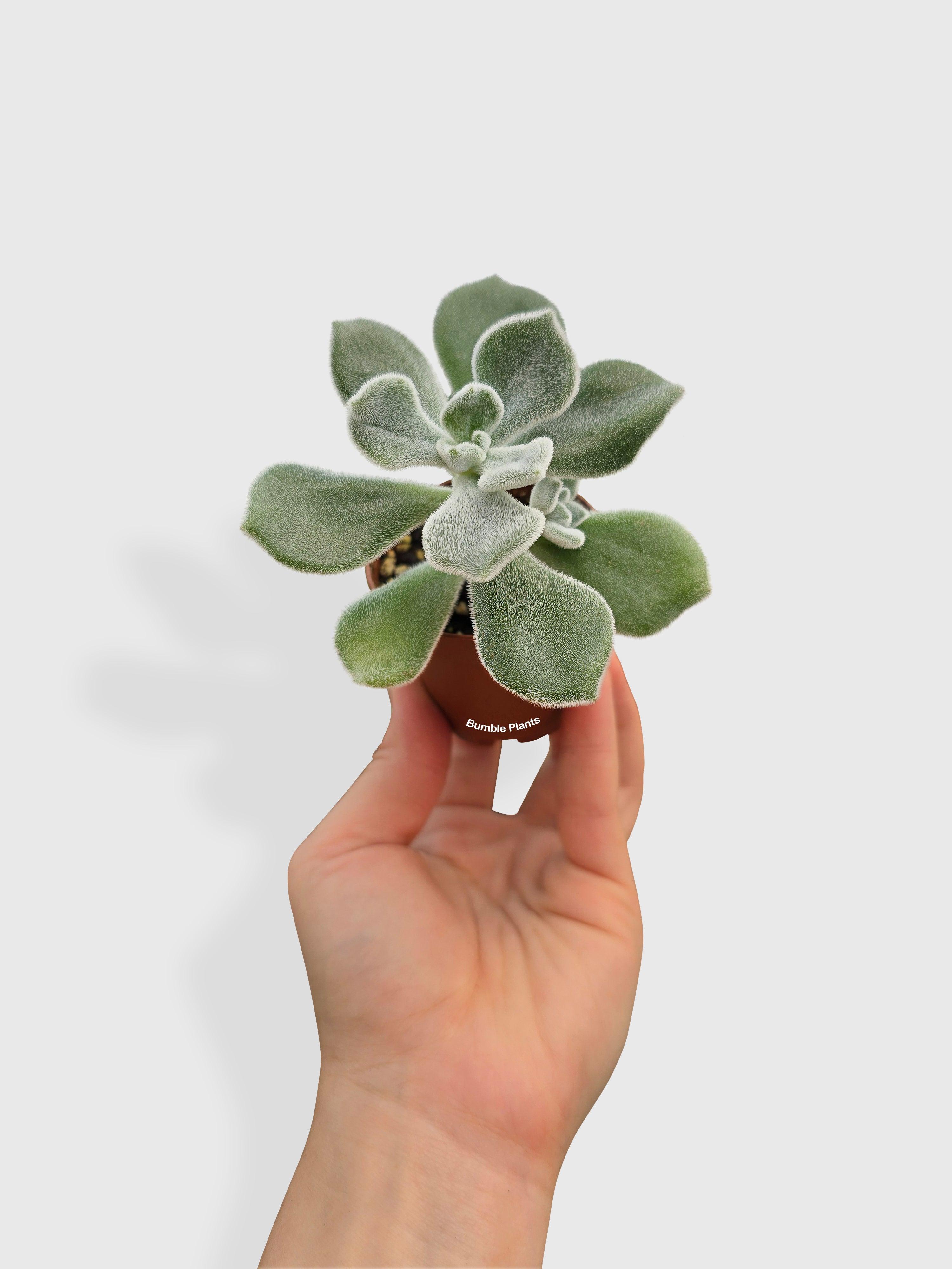 Echeveria Pulvinata 'Frosty' | Heirloom Boulevard