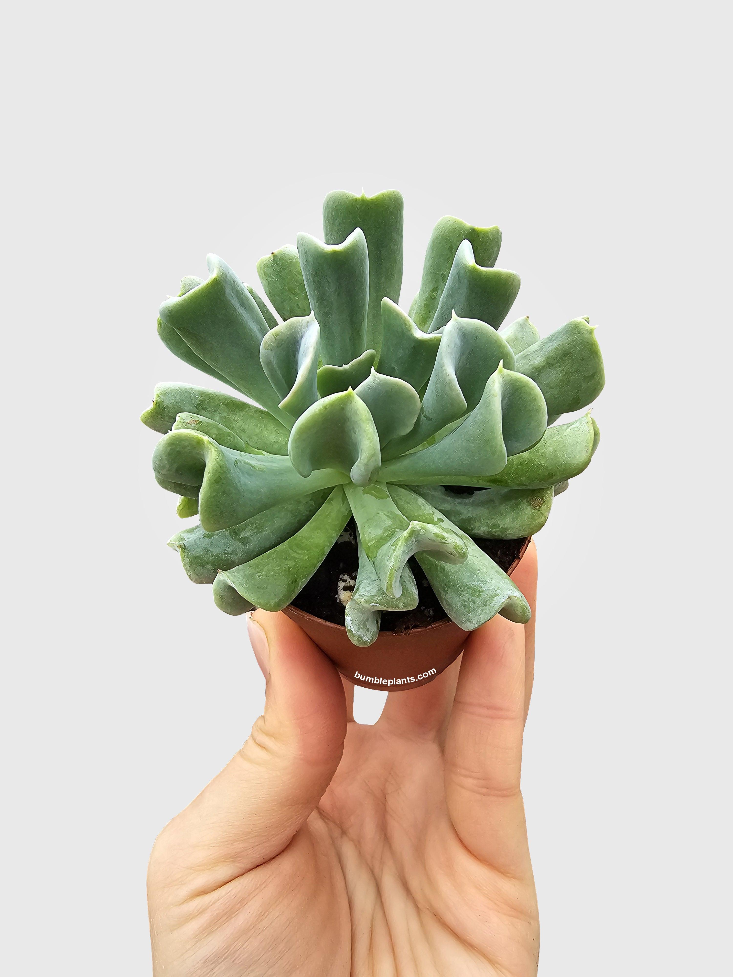 Bumble Plants Echeveria Runyonii Topsy Turvy Succulent