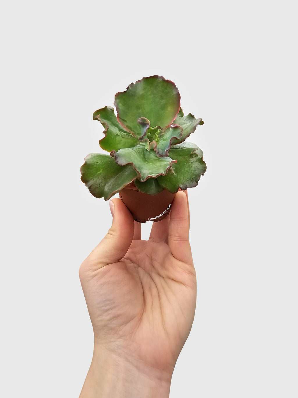 Bumble Plants Echeveria Zorro Succulent