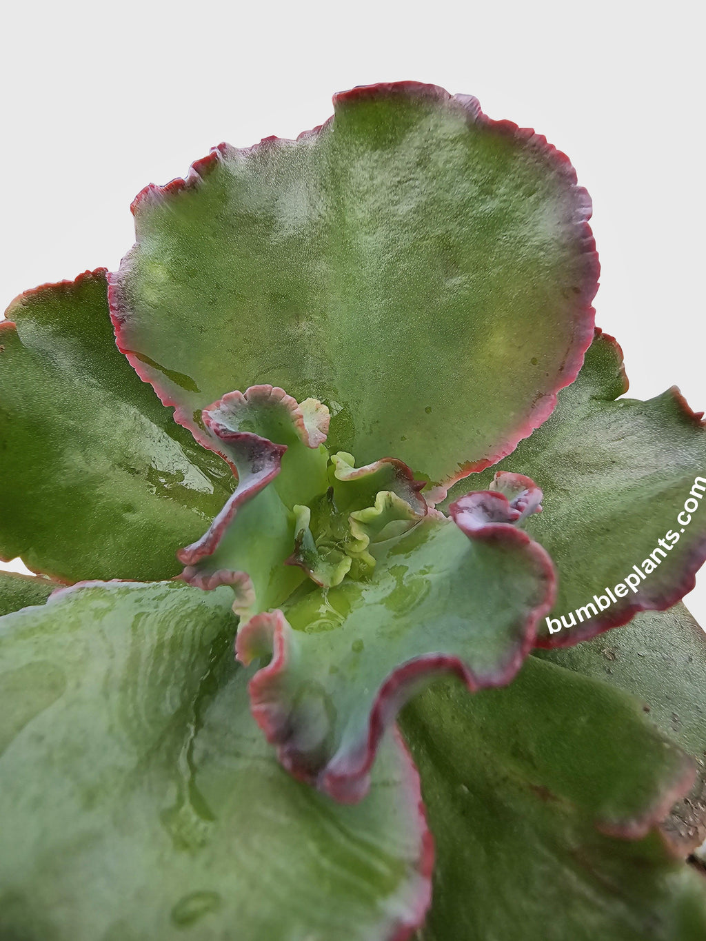 Bumble Plants Echeveria Zorro Succulent