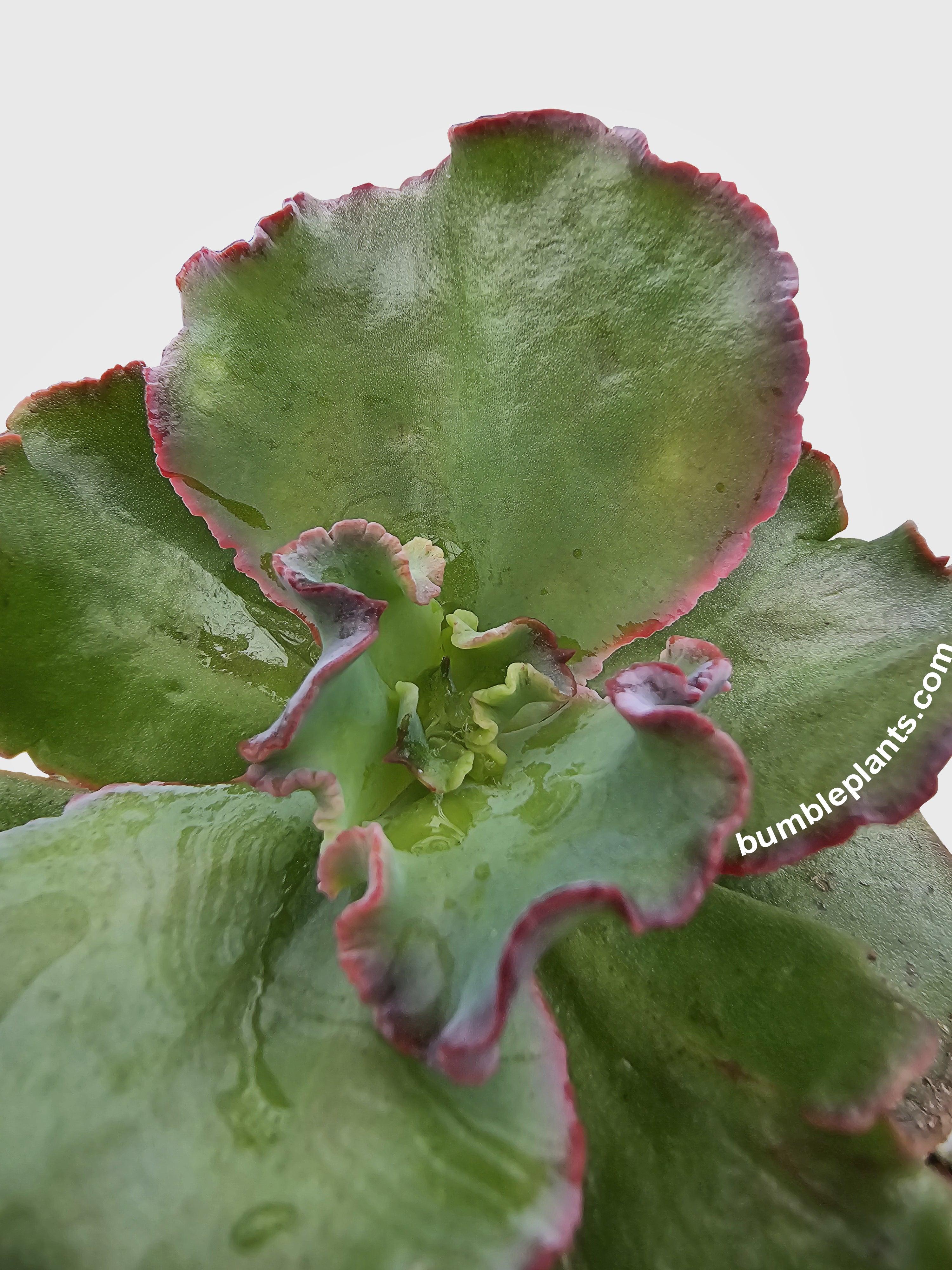 Bumble Plants Echeveria Zorro Succulent