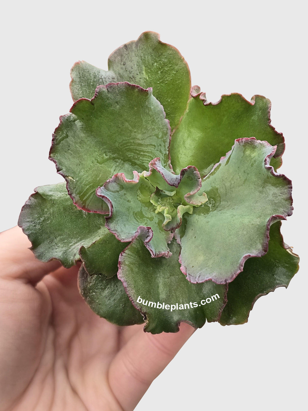 Bumble Plants Echeveria Zorro Succulent