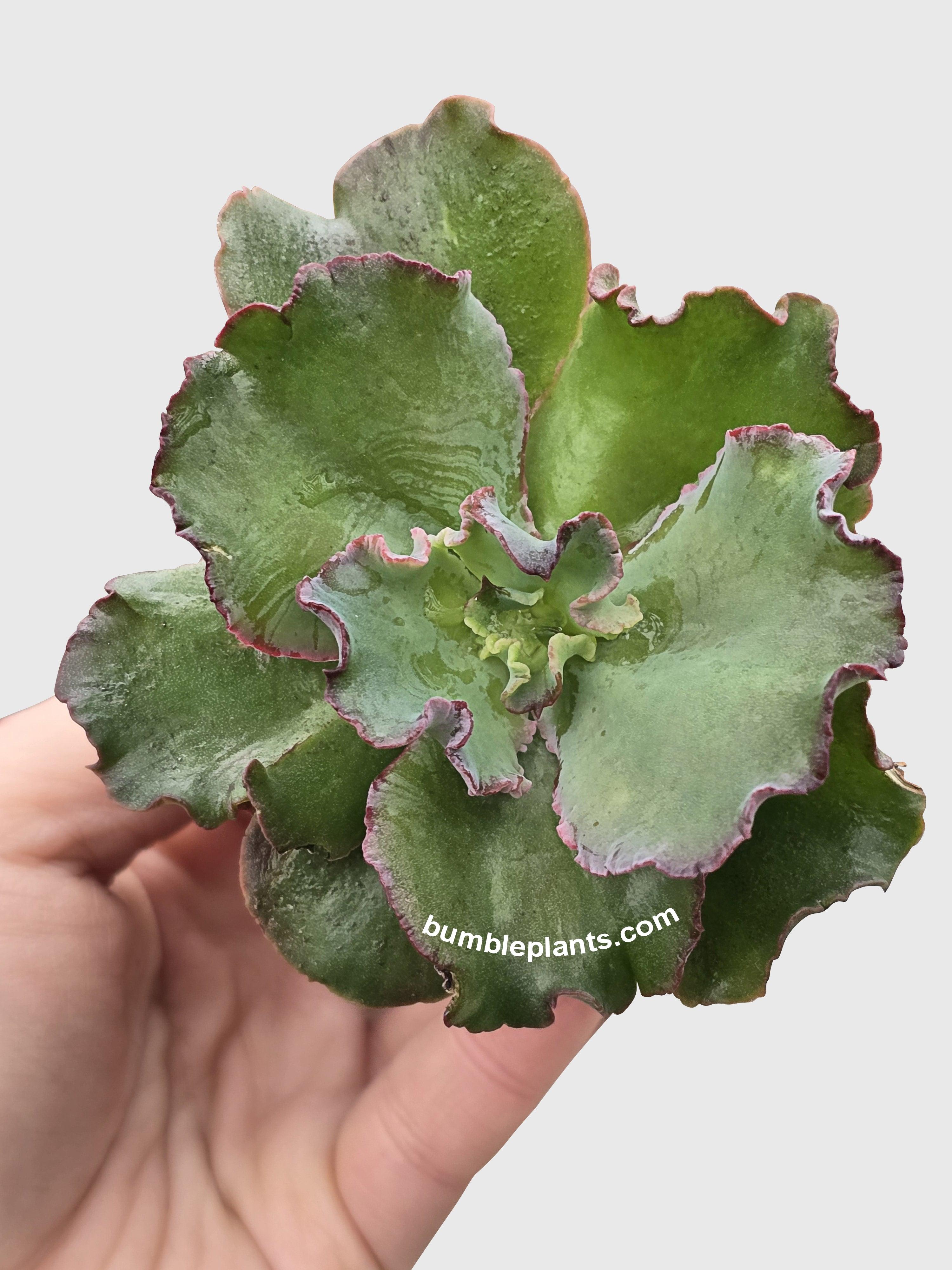 Bumble Plants Echeveria Zorro Succulent