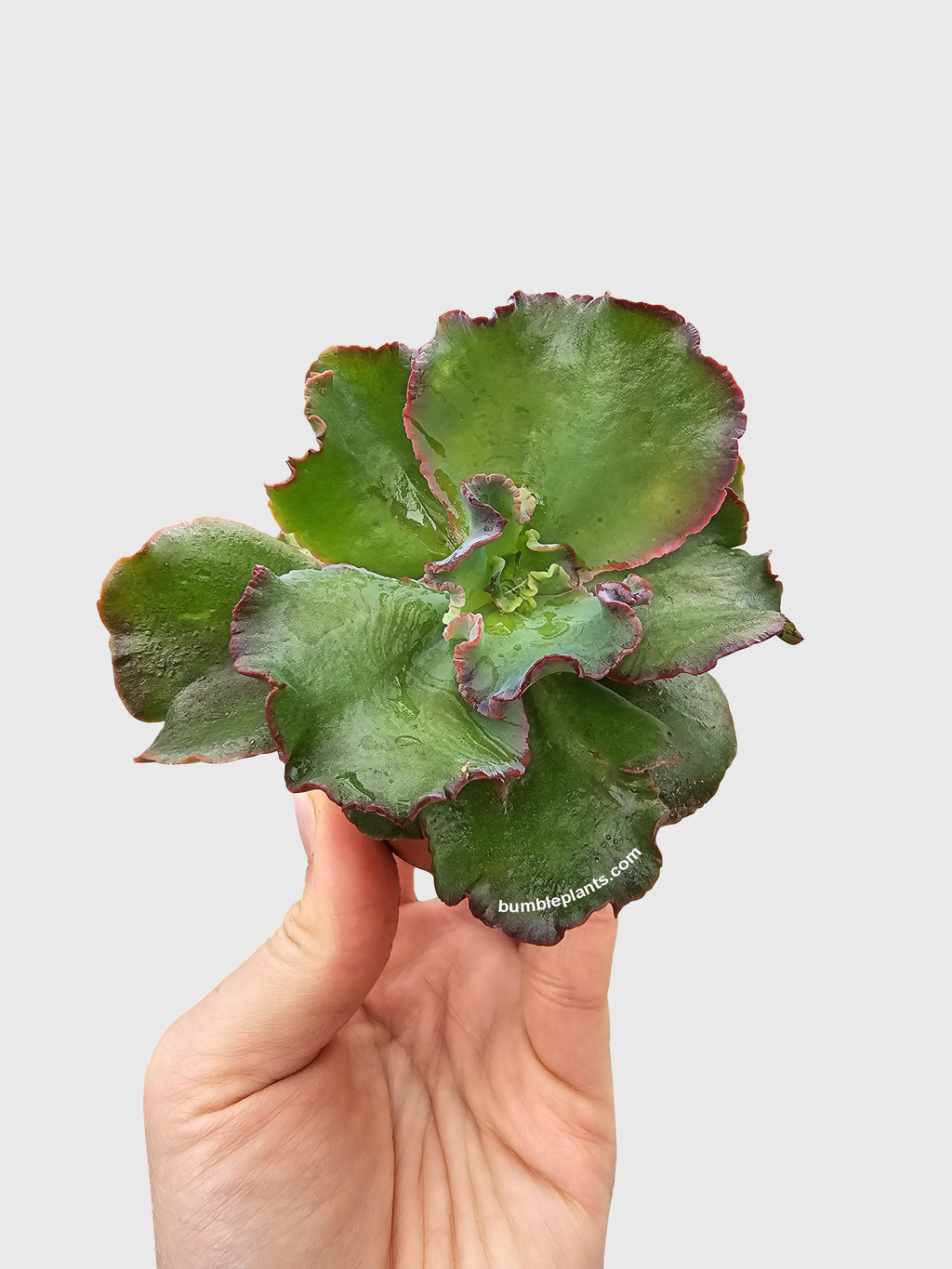 Bumble Plants Echeveria Zorro Succulent