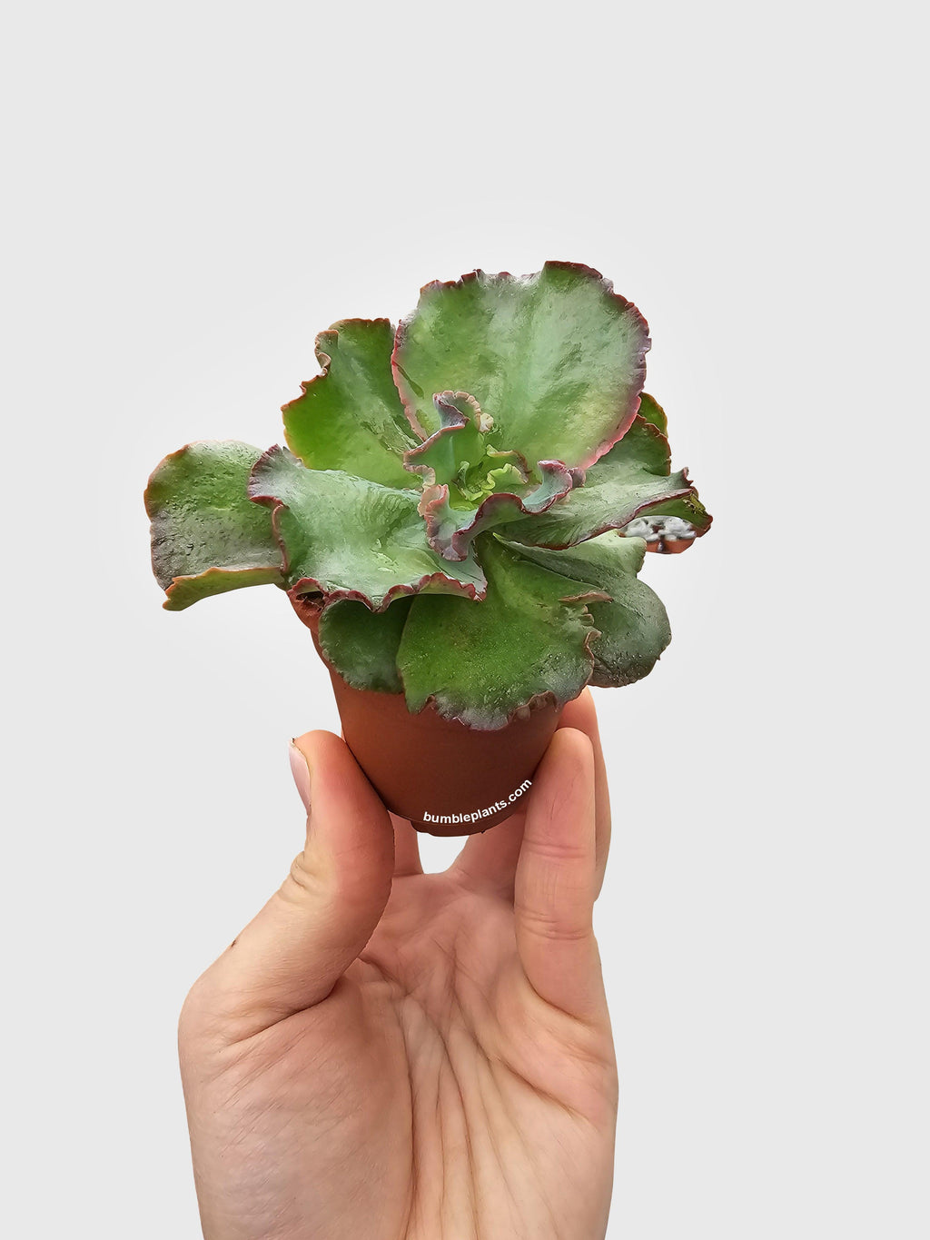 Bumble Plants Echeveria Zorro Succulent