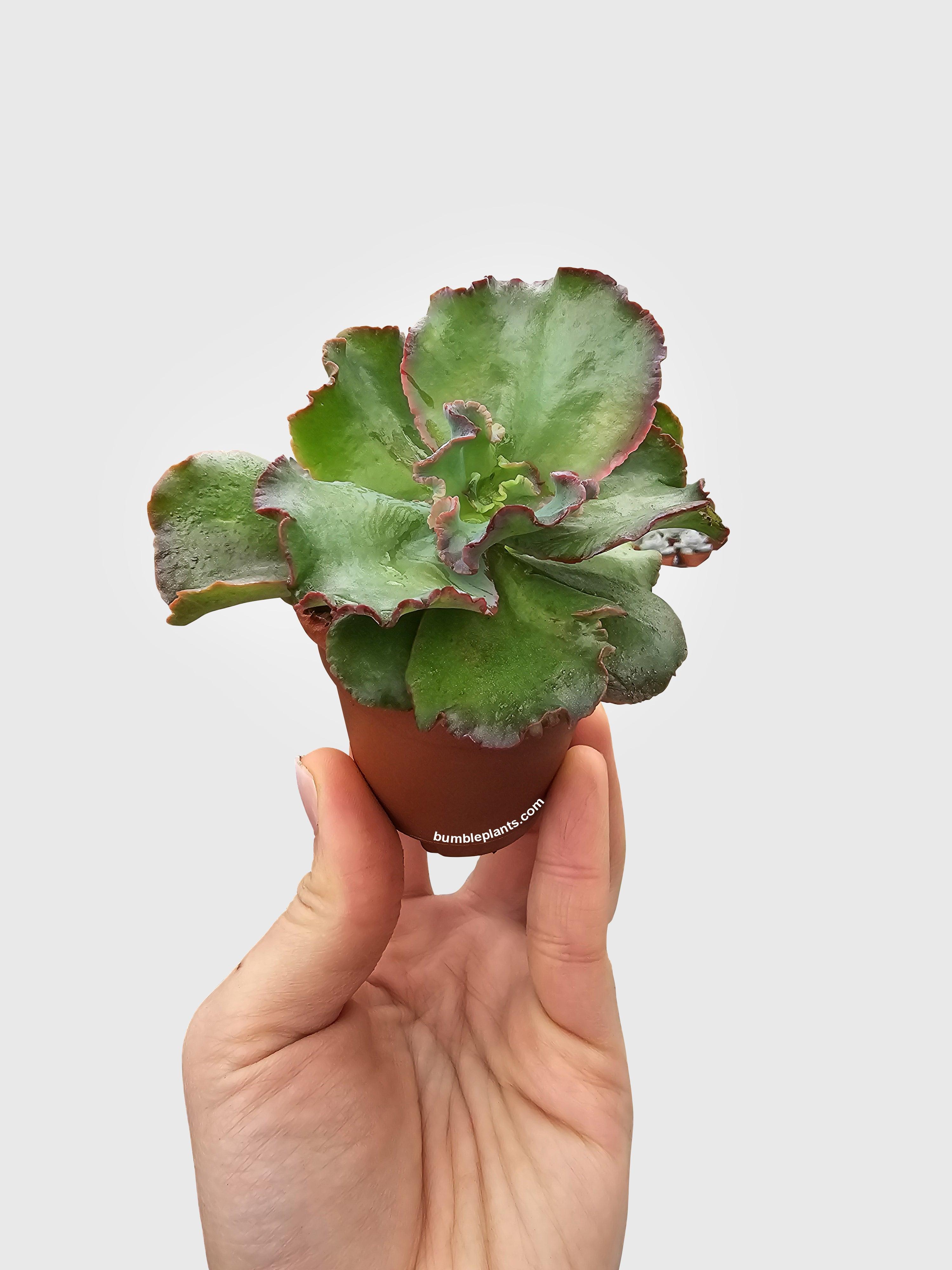 Bumble Plants Echeveria Zorro Succulent