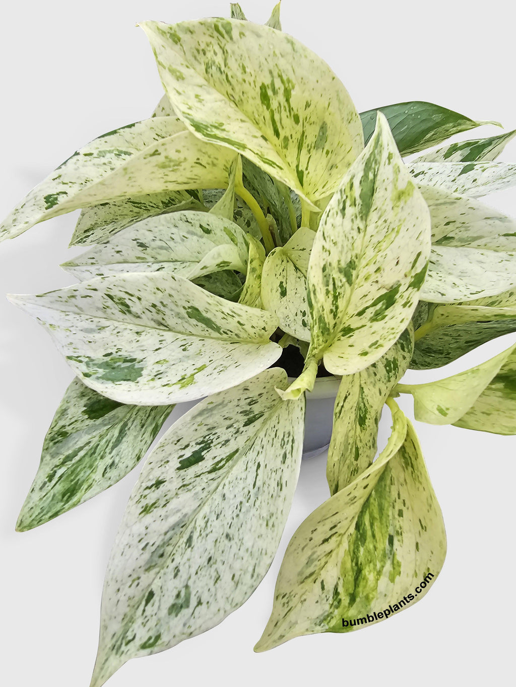 Snow White Icy Pothos | Heirloom Boulevard