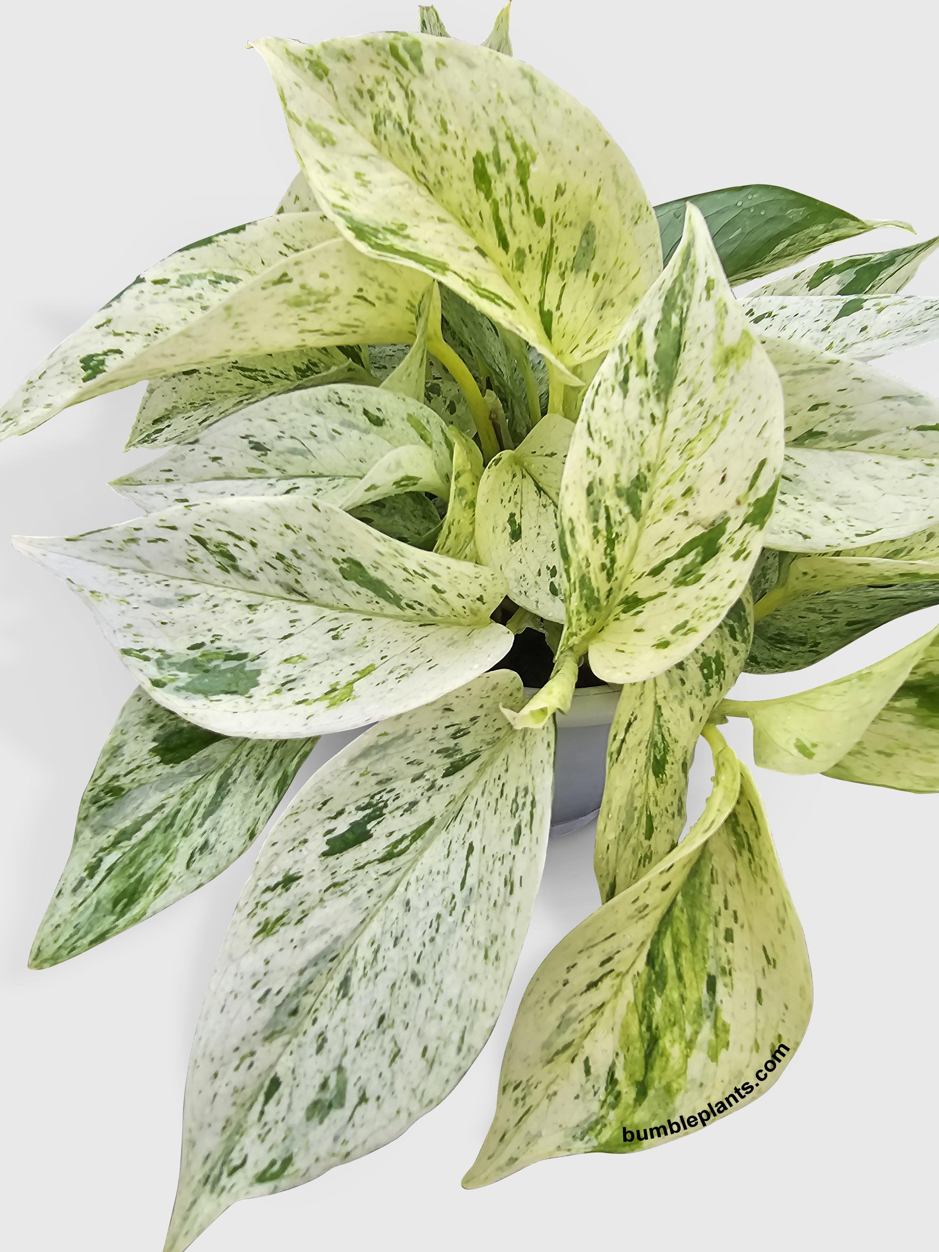 Snow White Icy Pothos | Heirloom Boulevard