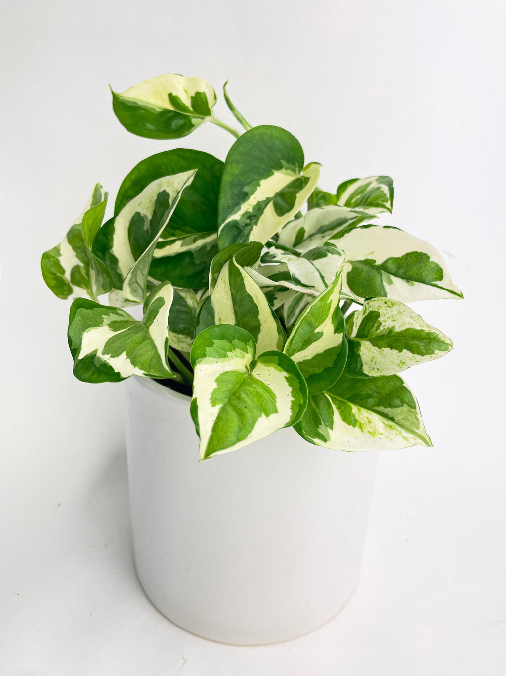 Epipremnum 'Pearls and Jade' Pothos Hybrid 4" pot | Heirloom Boulevard