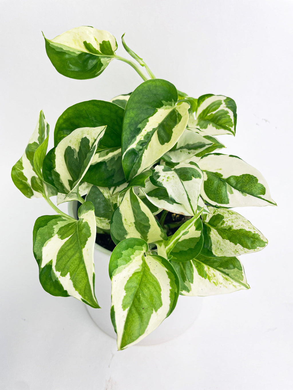 Epipremnum 'Pearls and Jade' Pothos Hybrid 5" hanging pot | Heirloom Boulevard