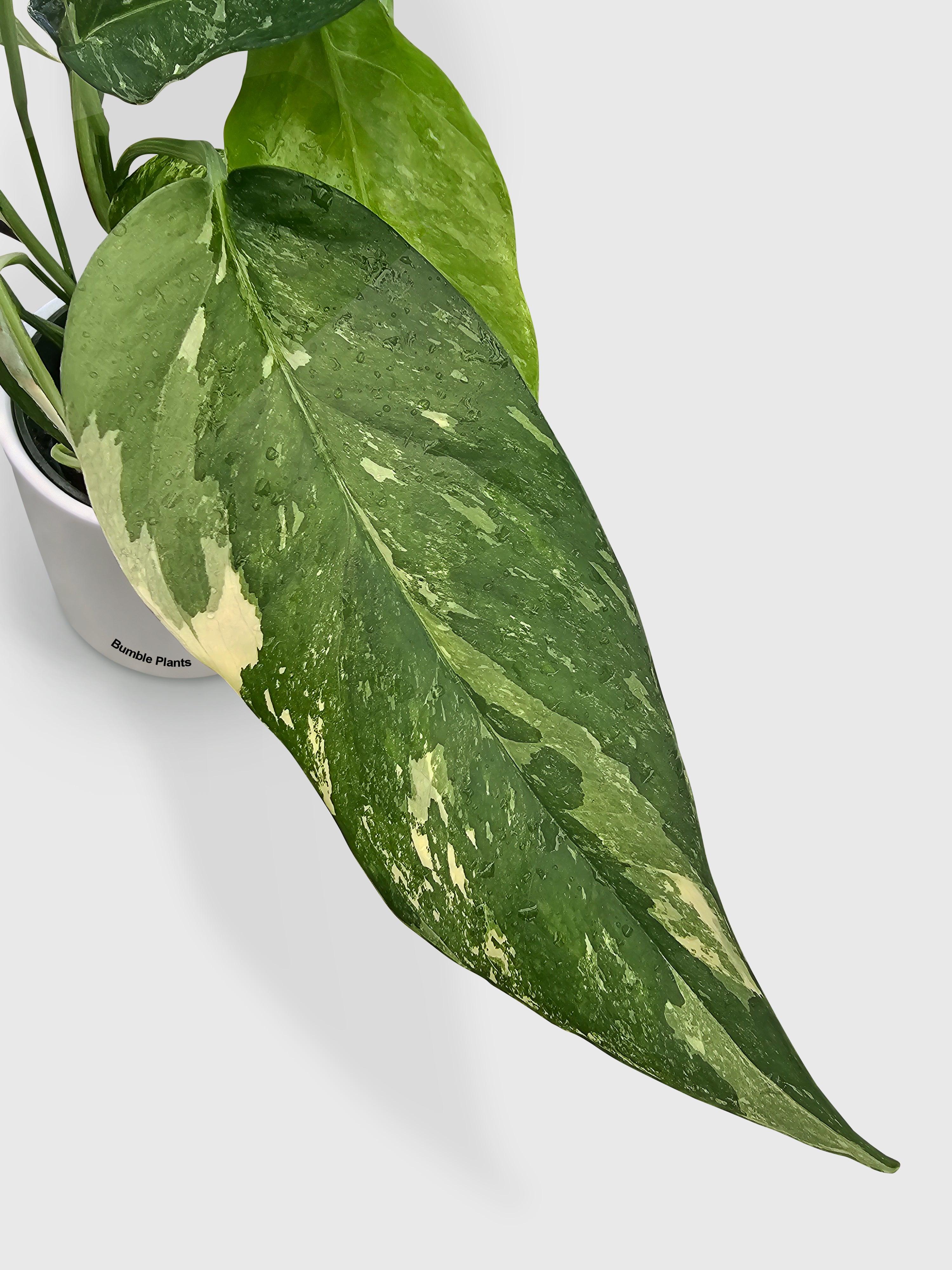 Bumble Plants Epipremnum Pinnatum Albo Variegata Cebu Blue