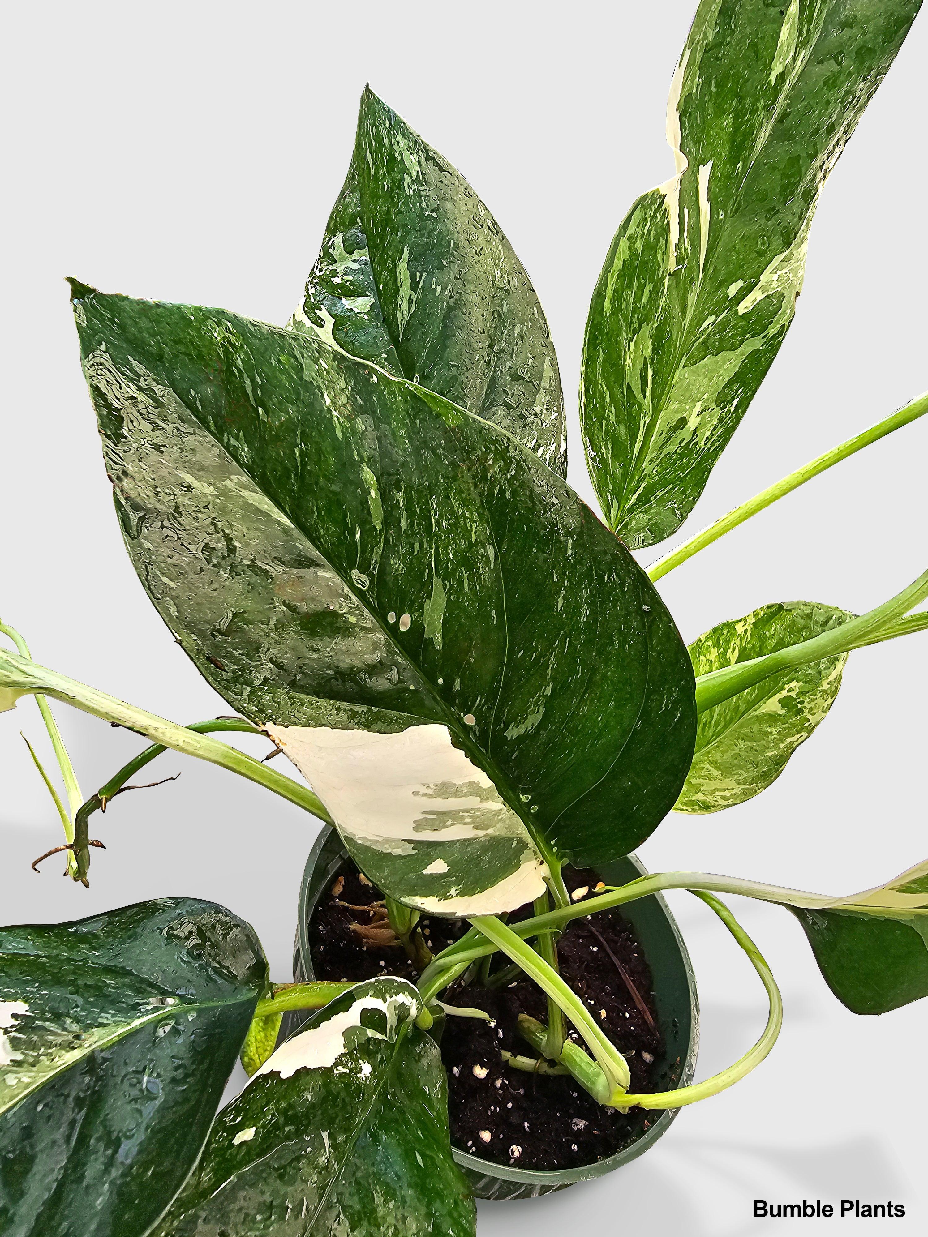 Bumble Plants Epipremnum Pinnatum Albo Variegata Cebu Blue