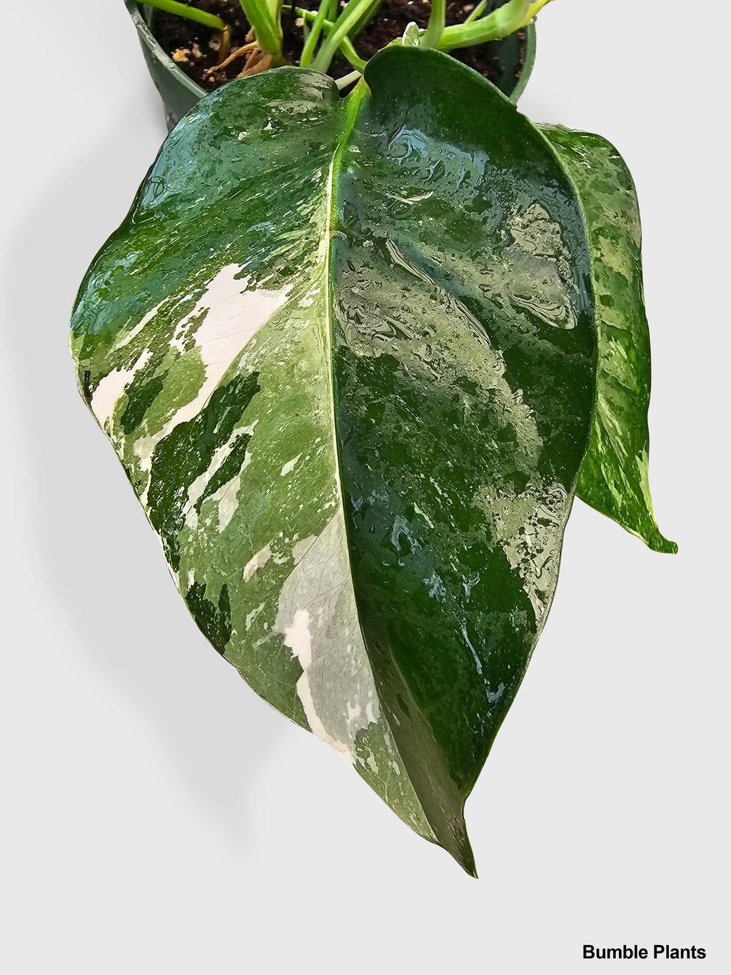 Bumble Plants Epipremnum Pinnatum Albo Variegata Cebu Blue
