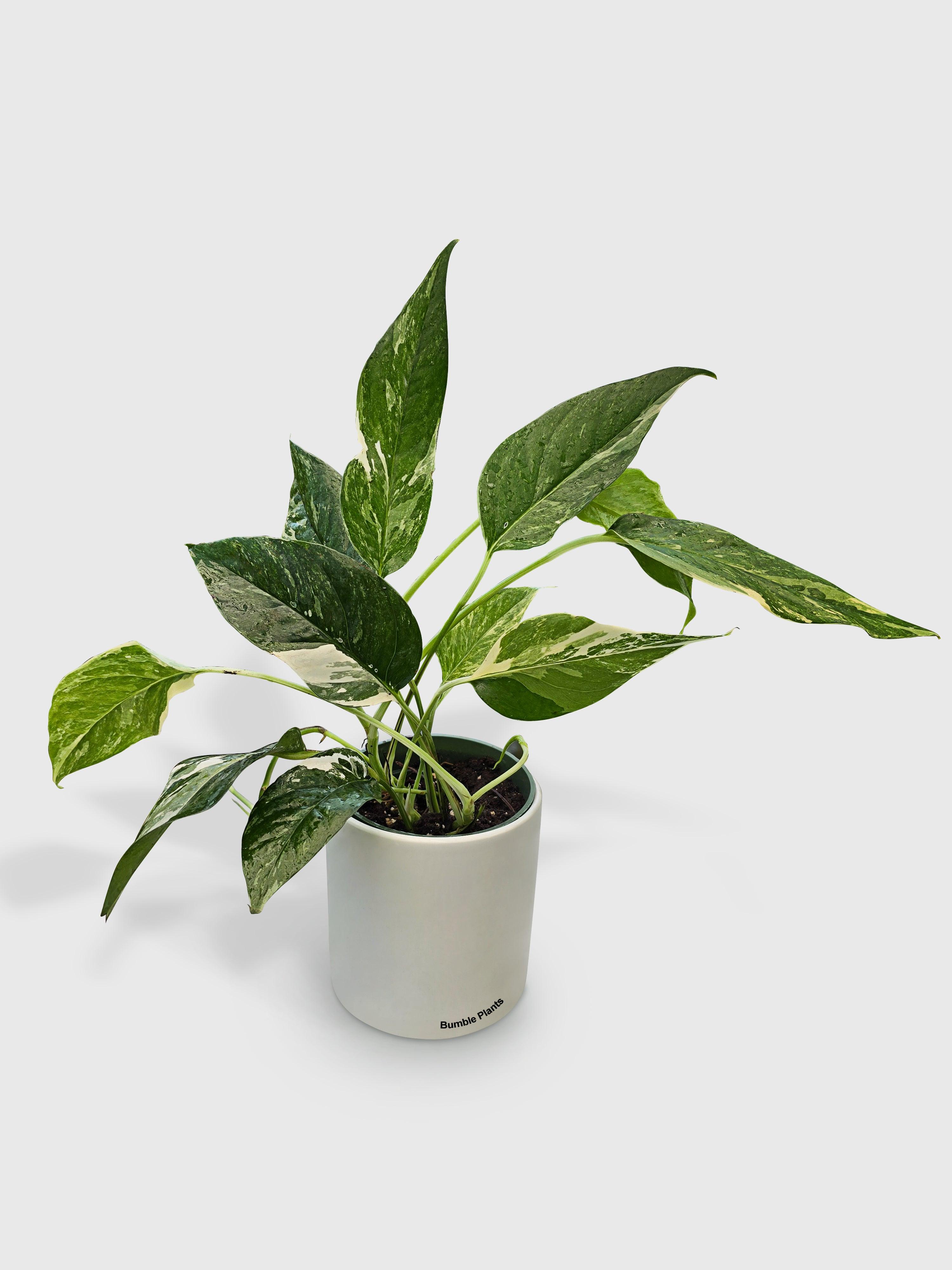 Bumble Plants Epipremnum Pinnatum Albo Variegata Cebu Blue