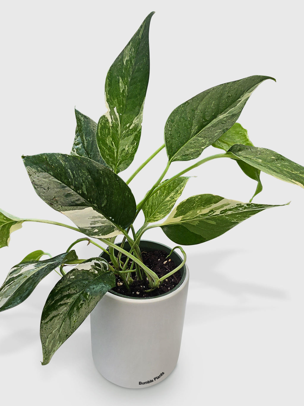 Bumble Plants Epipremnum Pinnatum Albo Variegata Cebu Blue