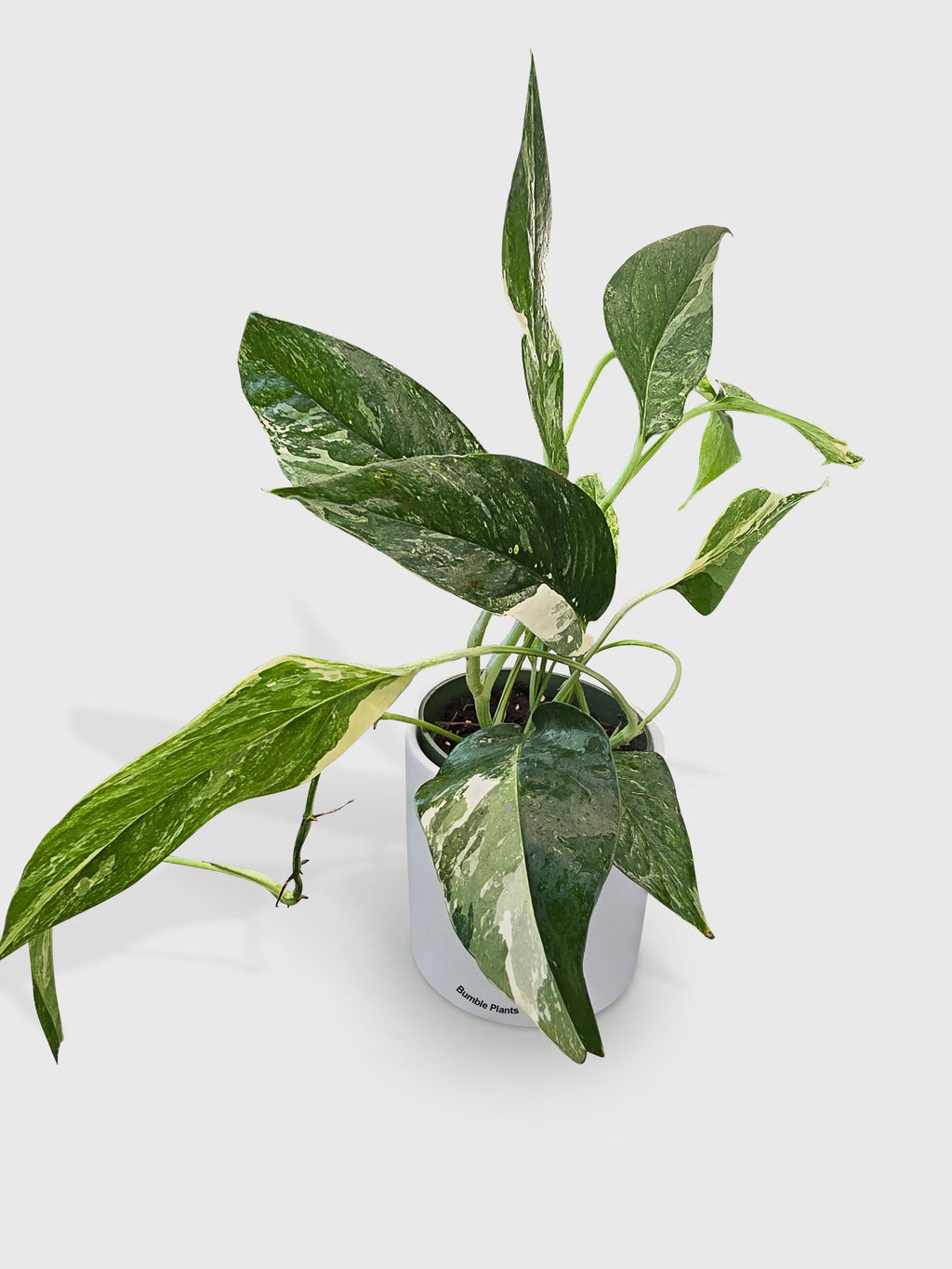 Bumble Plants Epipremnum Pinnatum Albo Variegata Cebu Blue