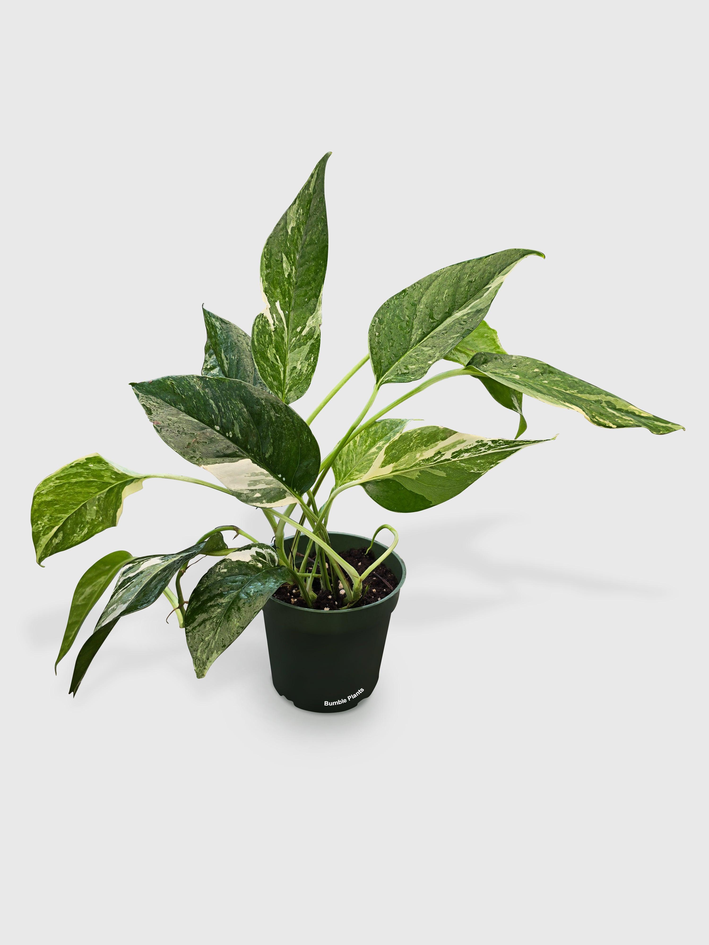 Bumble Plants Epipremnum Pinnatum Albo Variegata Cebu Blue
